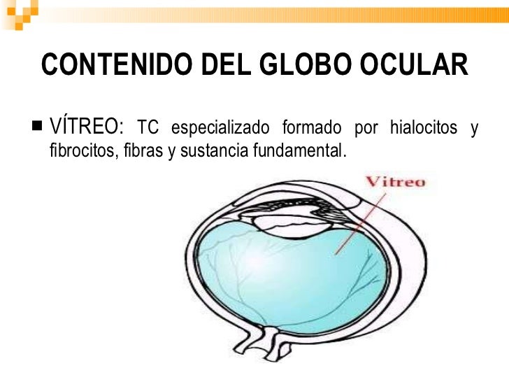 ANATOMIA DEL GLOBO OCULAR