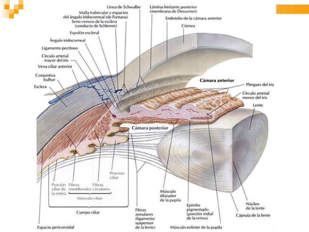 ANATOMIA DEL GLOBO OCULAR