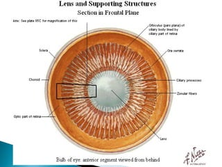 Hueso pequeño situado en el angulo interno de la orbita del ojo