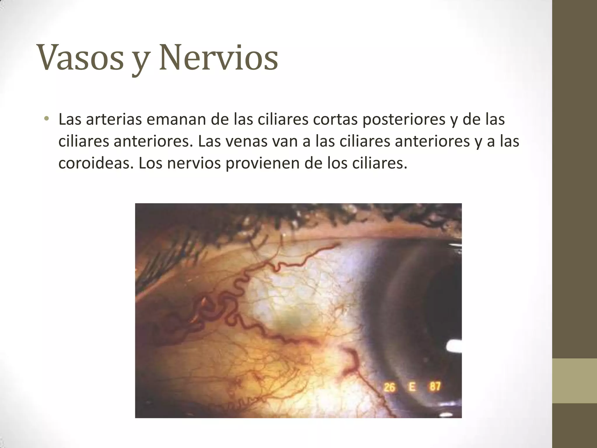 Vasos y Nervios
• Las arterias emanan de las ciliares cortas posteriores y de las
  ciliares anteriores. Las venas van a las ciliares anteriores y a las
  coroideas. Los nervios provienen de los ciliares.
 