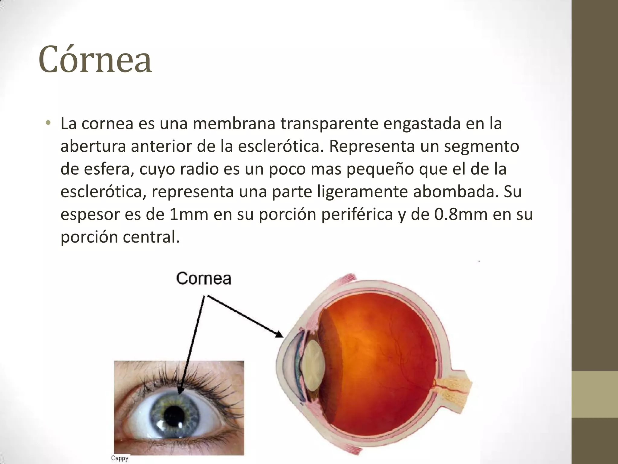Córnea
• La cornea es una membrana transparente engastada en la
  abertura anterior de la esclerótica. Representa un segmento
  de esfera, cuyo radio es un poco mas pequeño que el de la
  esclerótica, representa una parte ligeramente abombada. Su
  espesor es de 1mm en su porción periférica y de 0.8mm en su
  porción central.
 