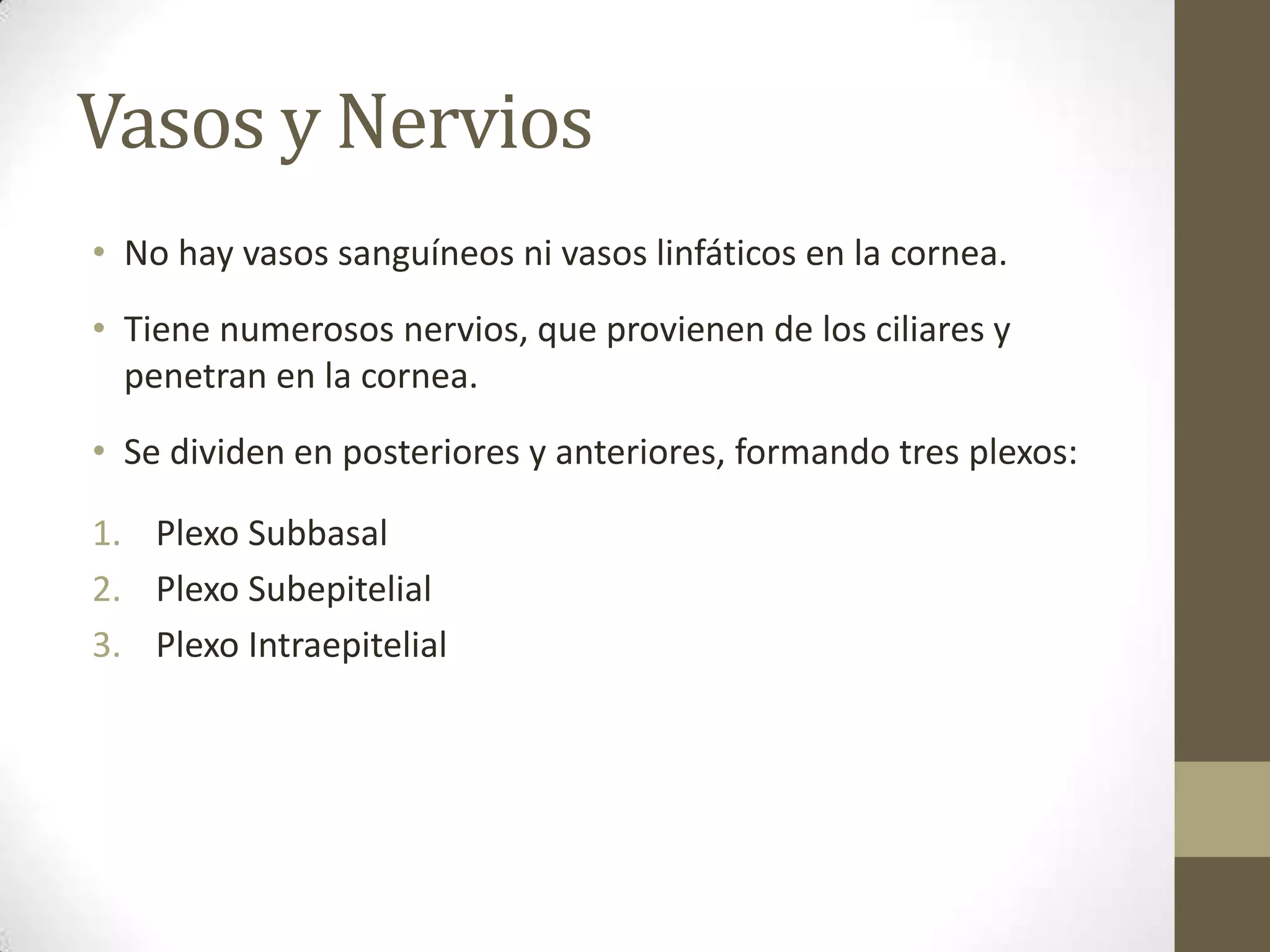 Vasos y Nervios
• No hay vasos sanguíneos ni vasos linfáticos en la cornea.
• Tiene numerosos nervios, que provienen de los ciliares y
  penetran en la cornea.
• Se dividen en posteriores y anteriores, formando tres plexos:

1. Plexo Subbasal
2. Plexo Subepitelial
3. Plexo Intraepitelial
 