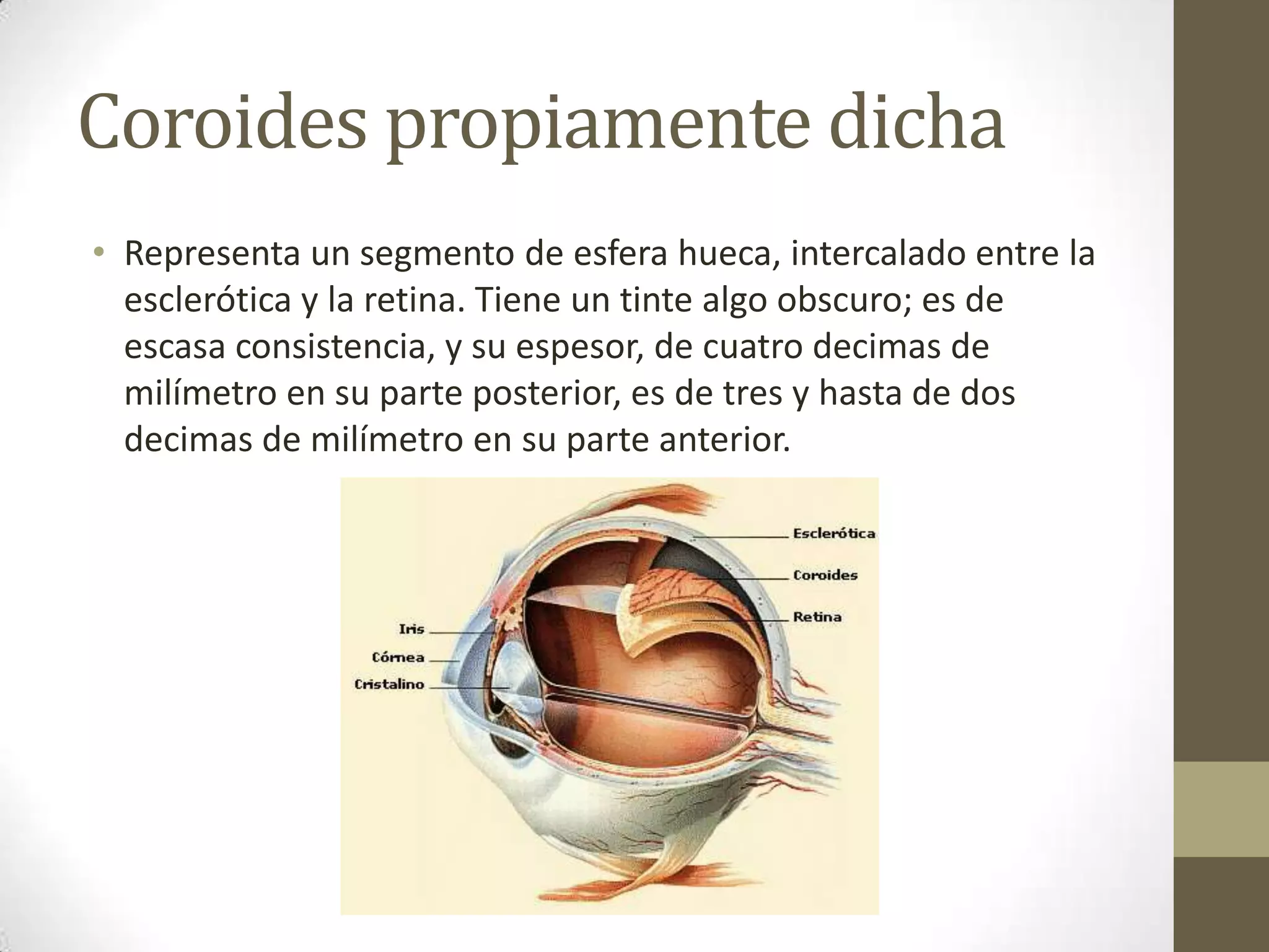 Coroides propiamente dicha
• Representa un segmento de esfera hueca, intercalado entre la
  esclerótica y la retina. Tiene un tinte algo obscuro; es de
  escasa consistencia, y su espesor, de cuatro decimas de
  milímetro en su parte posterior, es de tres y hasta de dos
  decimas de milímetro en su parte anterior.
 