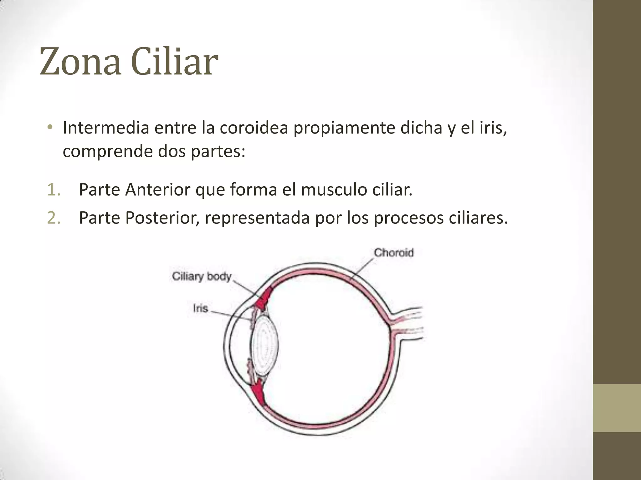 Zona Ciliar
• Intermedia entre la coroidea propiamente dicha y el iris,
  comprende dos partes:
1. Parte Anterior que forma el musculo ciliar.
2. Parte Posterior, representada por los procesos ciliares.
 