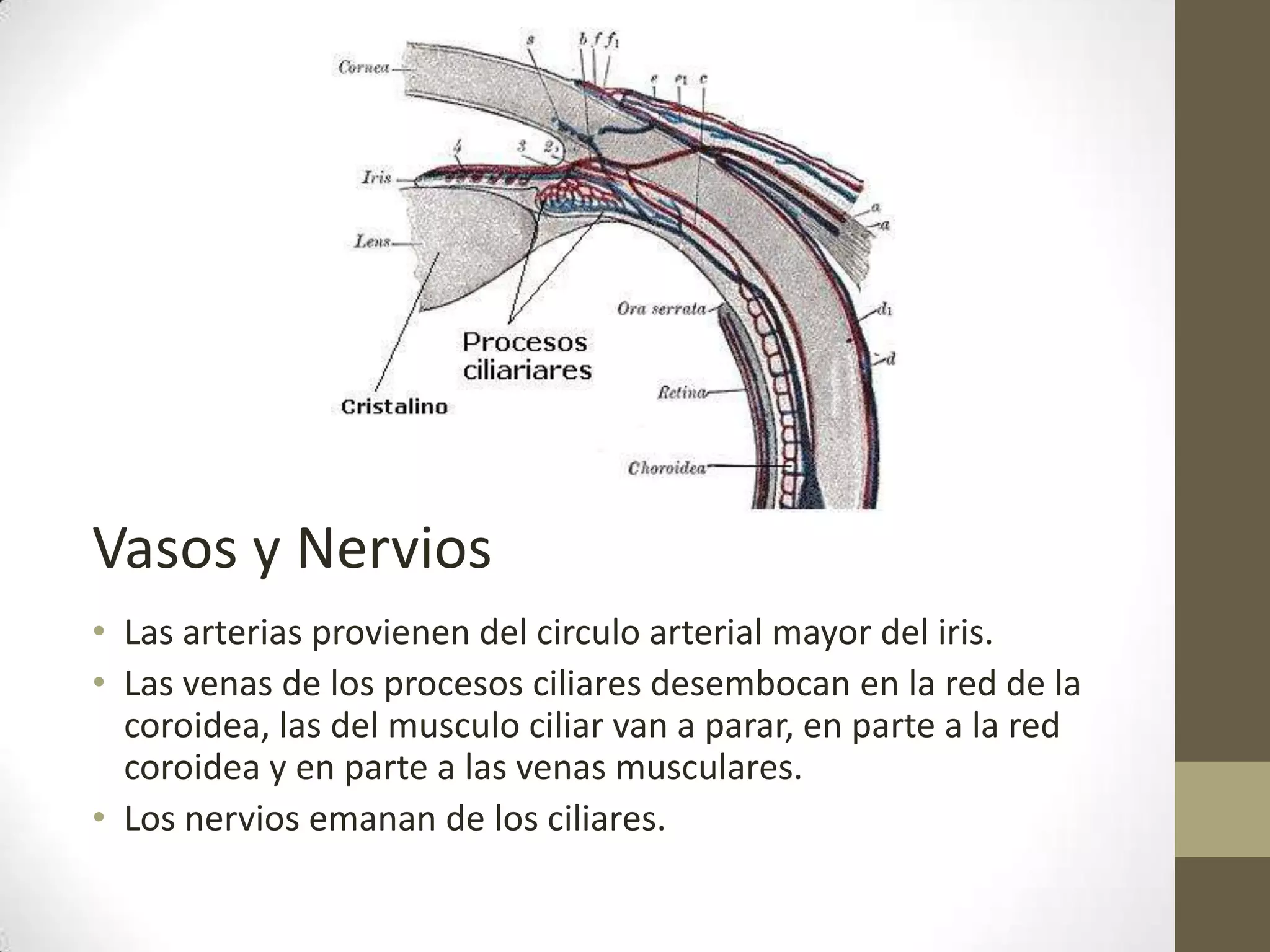 Vasos y Nervios
• Las arterias provienen del circulo arterial mayor del iris.
• Las venas de los procesos ciliares desembocan en la red de la
  coroidea, las del musculo ciliar van a parar, en parte a la red
  coroidea y en parte a las venas musculares.
• Los nervios emanan de los ciliares.
 