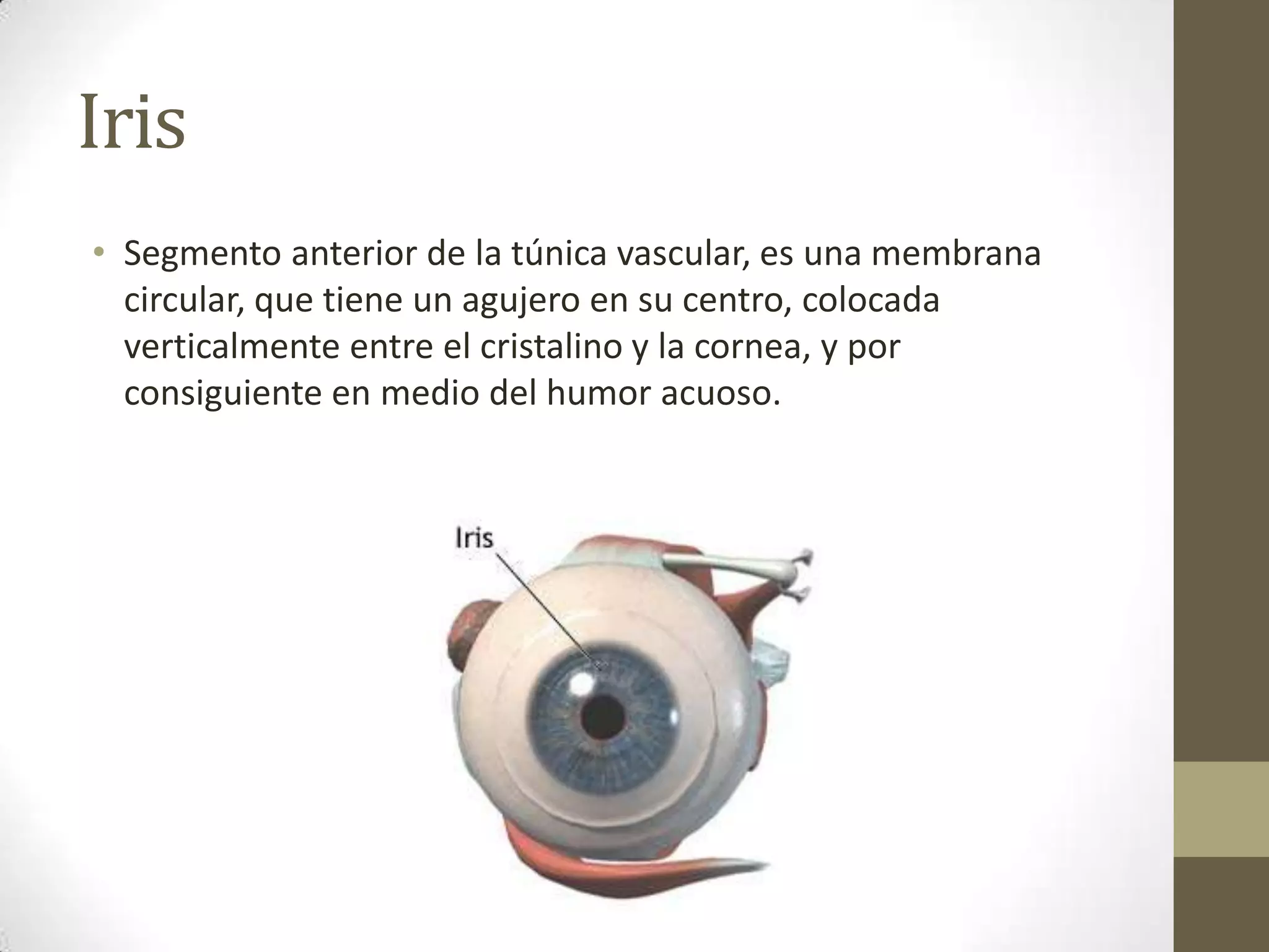 Iris
• Segmento anterior de la túnica vascular, es una membrana
  circular, que tiene un agujero en su centro, colocada
  verticalmente entre el cristalino y la cornea, y por
  consiguiente en medio del humor acuoso.
 