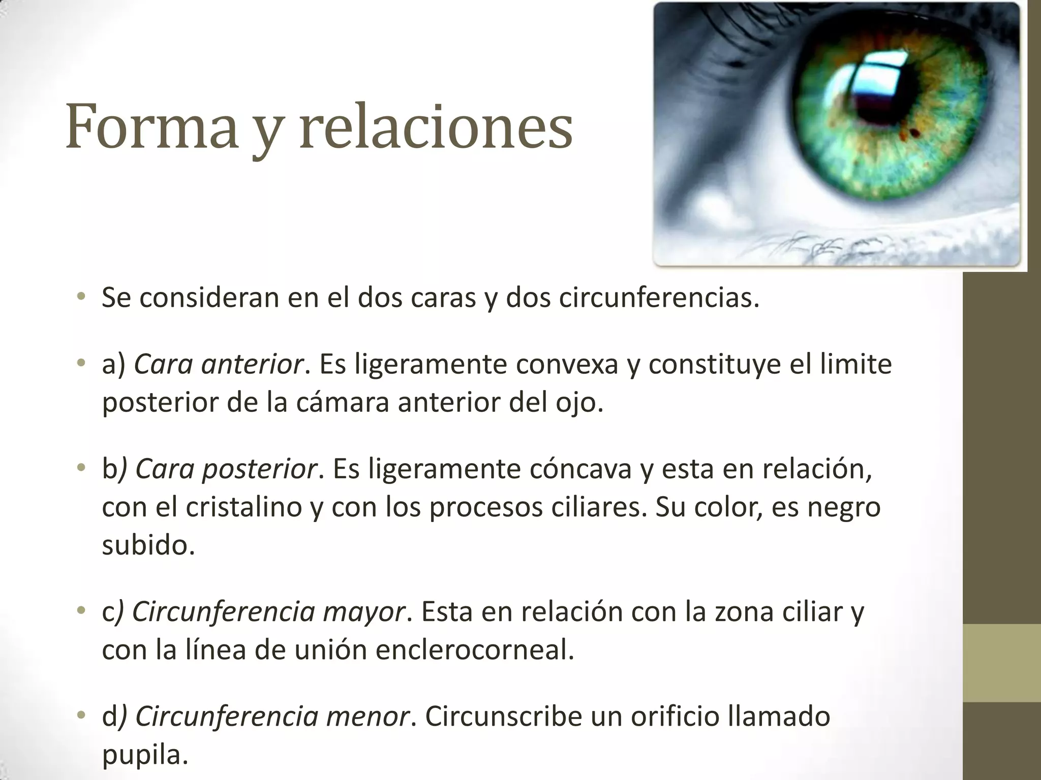 Forma y relaciones

• Se consideran en el dos caras y dos circunferencias.

• a) Cara anterior. Es ligeramente convexa y constituye el limite
  posterior de la cámara anterior del ojo.

• b) Cara posterior. Es ligeramente cóncava y esta en relación,
  con el cristalino y con los procesos ciliares. Su color, es negro
  subido.

• c) Circunferencia mayor. Esta en relación con la zona ciliar y
  con la línea de unión enclerocorneal.

• d) Circunferencia menor. Circunscribe un orificio llamado
  pupila.
 