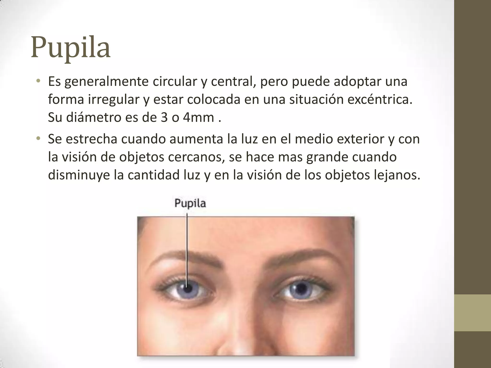 Pupila
• Es generalmente circular y central, pero puede adoptar una
  forma irregular y estar colocada en una situación excéntrica.
  Su diámetro es de 3 o 4mm .
• Se estrecha cuando aumenta la luz en el medio exterior y con
  la visión de objetos cercanos, se hace mas grande cuando
  disminuye la cantidad luz y en la visión de los objetos lejanos.
 