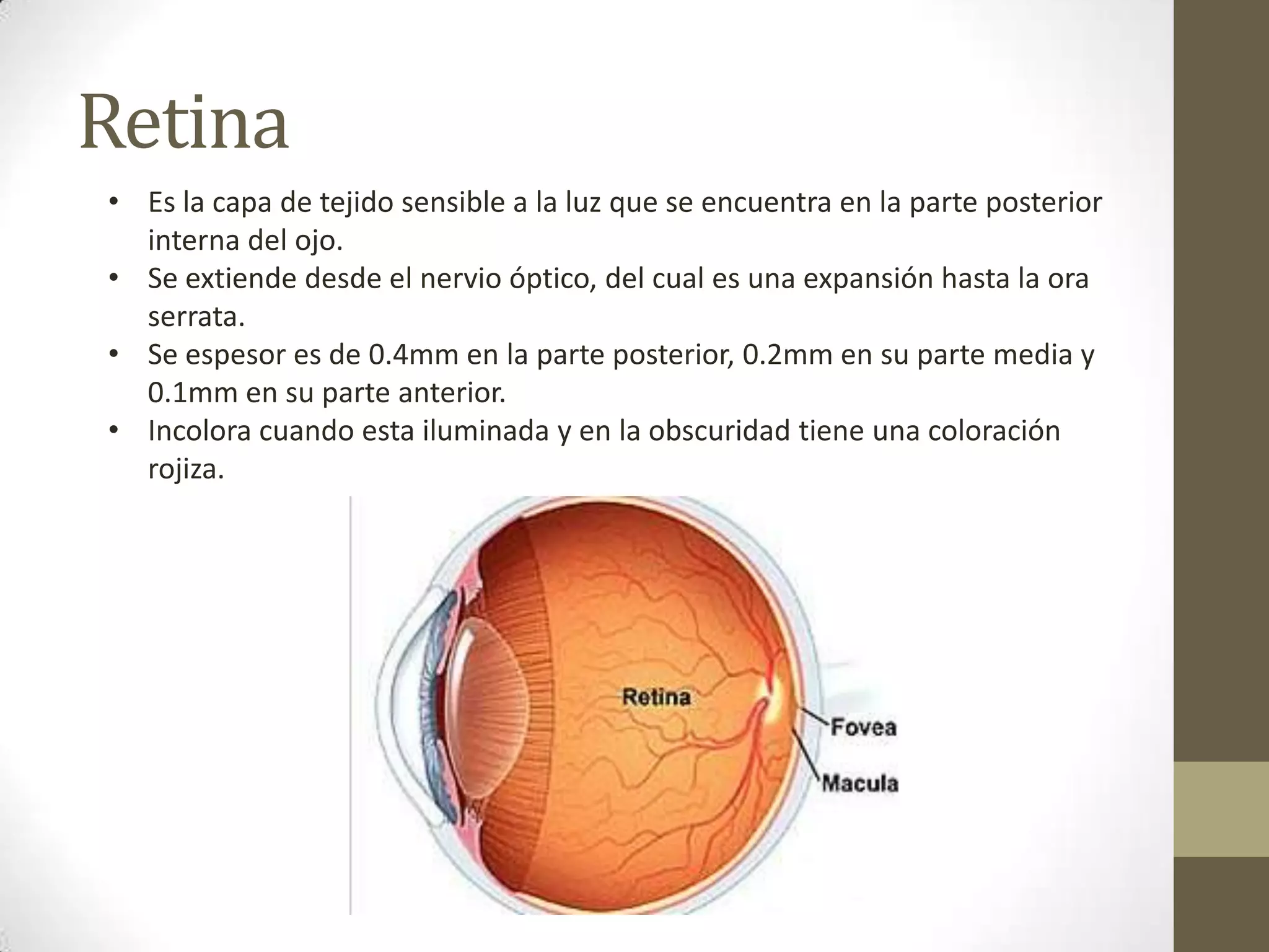 Retina
• Es la capa de tejido sensible a la luz que se encuentra en la parte posterior
  interna del ojo.
• Se extiende desde el nervio óptico, del cual es una expansión hasta la ora
  serrata.
• Se espesor es de 0.4mm en la parte posterior, 0.2mm en su parte media y
  0.1mm en su parte anterior.
• Incolora cuando esta iluminada y en la obscuridad tiene una coloración
  rojiza.
 