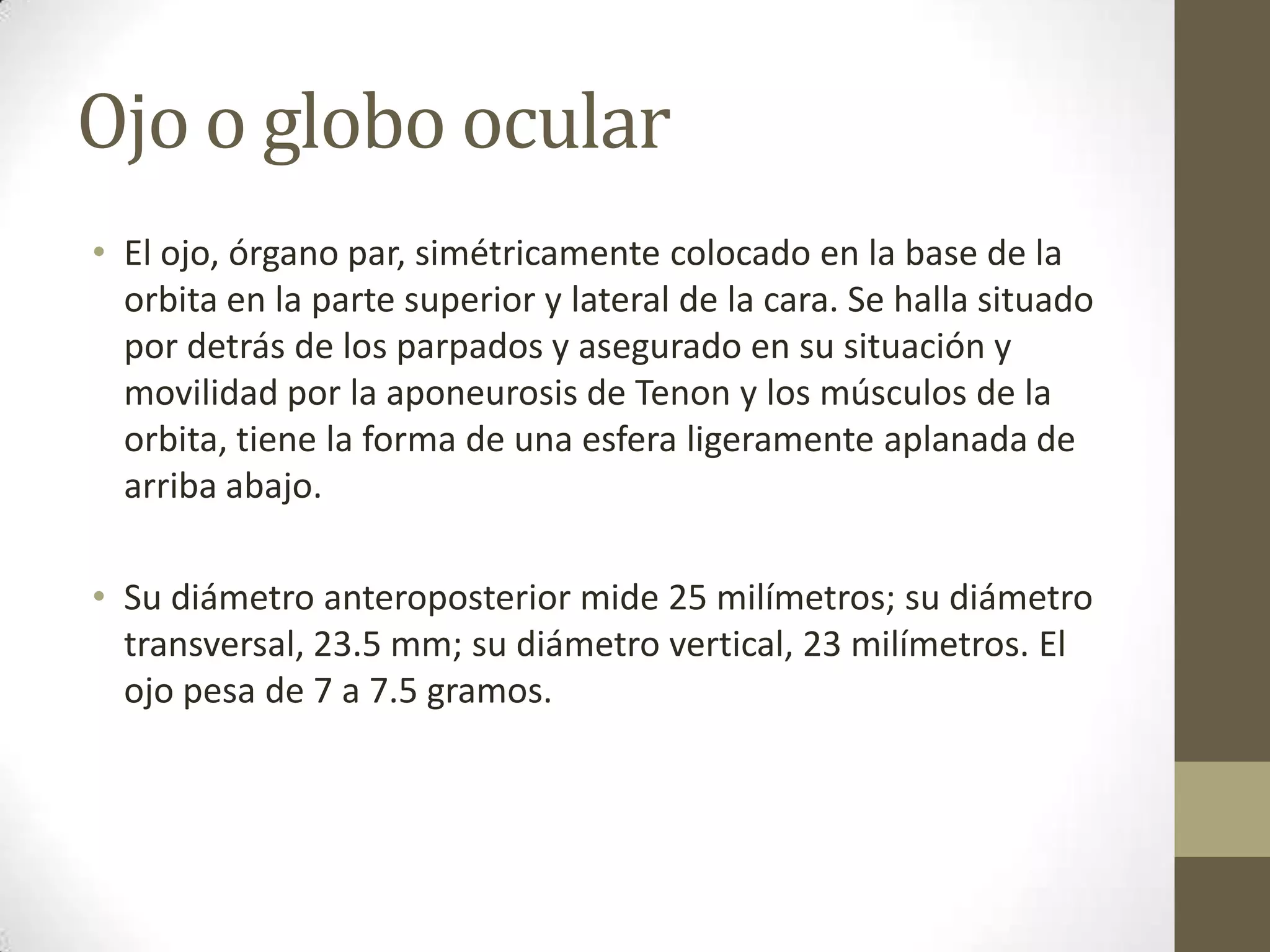 Ojo o globo ocular
• El ojo, órgano par, simétricamente colocado en la base de la
  orbita en la parte superior y lateral de la cara. Se halla situado
  por detrás de los parpados y asegurado en su situación y
  movilidad por la aponeurosis de Tenon y los músculos de la
  orbita, tiene la forma de una esfera ligeramente aplanada de
  arriba abajo.

• Su diámetro anteroposterior mide 25 milímetros; su diámetro
  transversal, 23.5 mm; su diámetro vertical, 23 milímetros. El
  ojo pesa de 7 a 7.5 gramos.
 