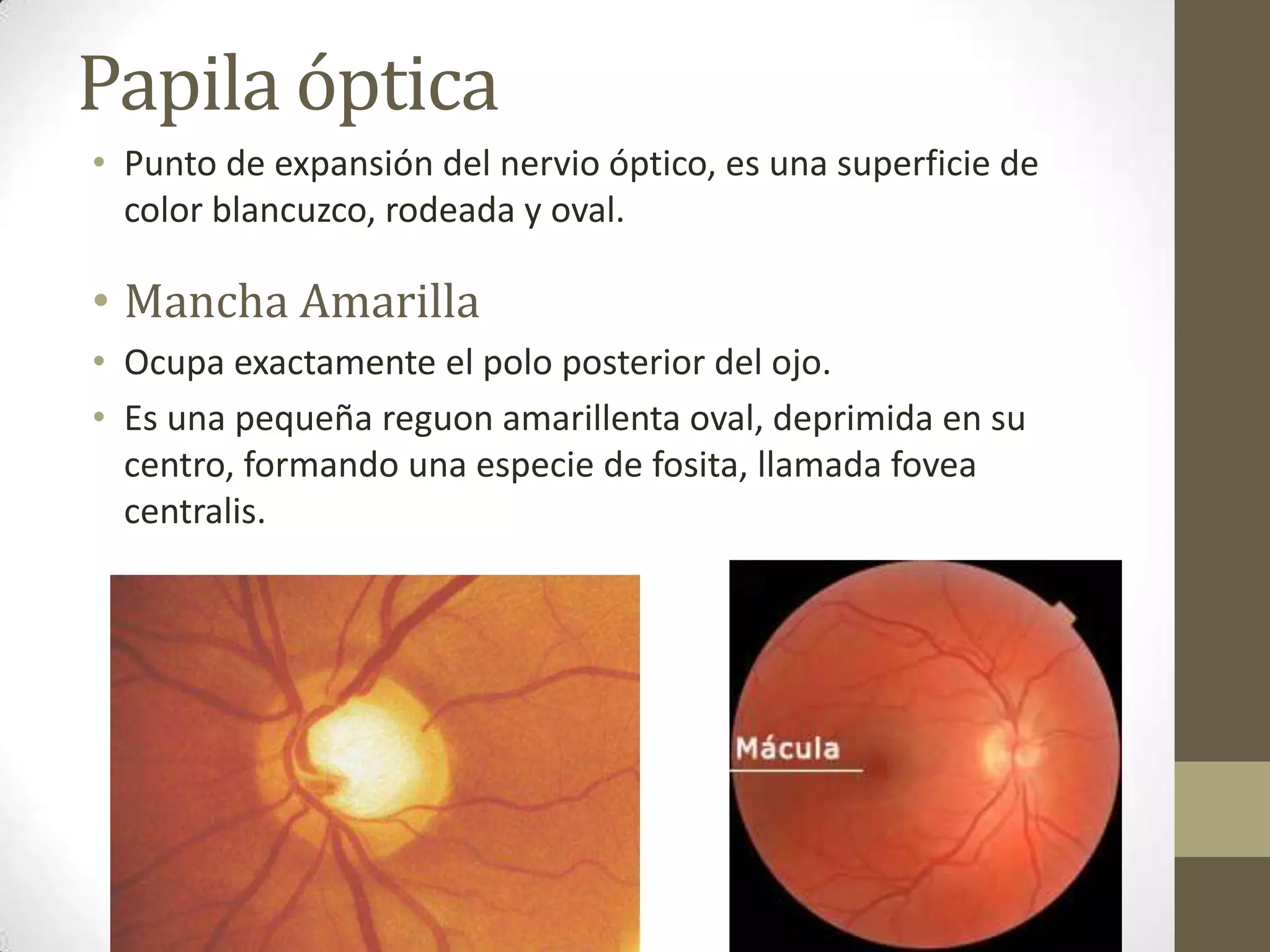 Papila óptica
• Punto de expansión del nervio óptico, es una superficie de
  color blancuzco, rodeada y oval.

• Mancha Amarilla
• Ocupa exactamente el polo posterior del ojo.
• Es una pequeña reguon amarillenta oval, deprimida en su
  centro, formando una especie de fosita, llamada fovea
  centralis.
 