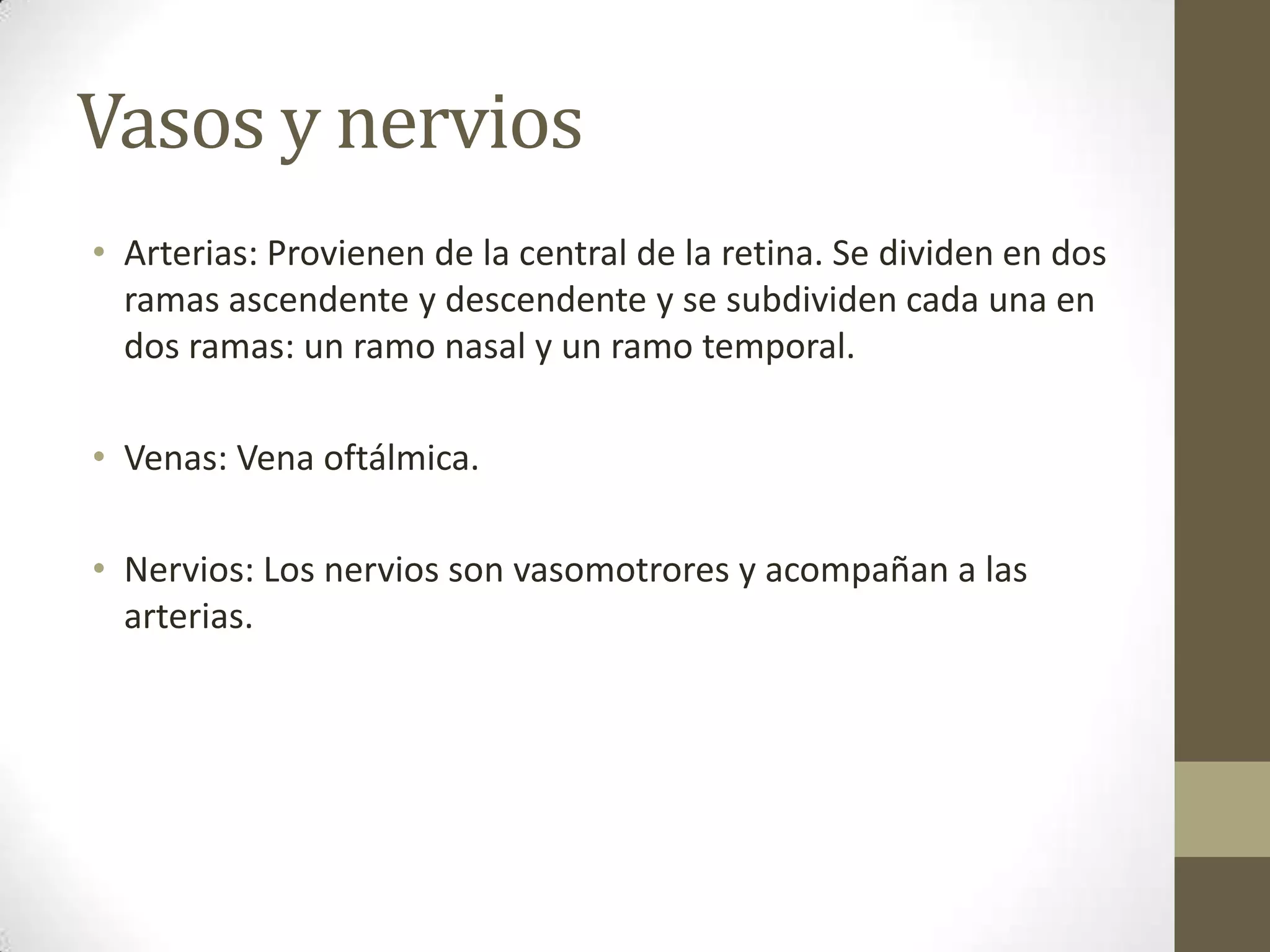 Vasos y nervios
• Arterias: Provienen de la central de la retina. Se dividen en dos
  ramas ascendente y descendente y se subdividen cada una en
  dos ramas: un ramo nasal y un ramo temporal.

• Venas: Vena oftálmica.

• Nervios: Los nervios son vasomotrores y acompañan a las
  arterias.
 