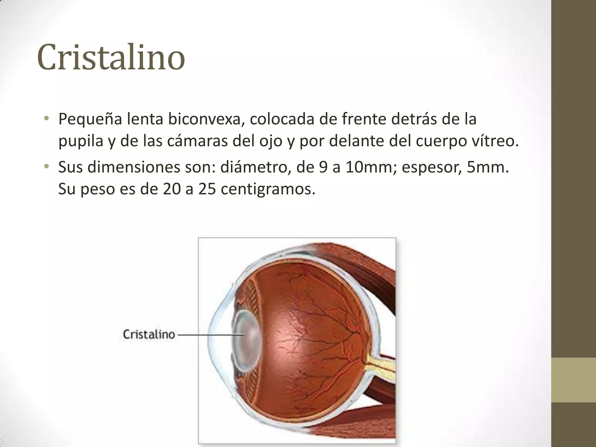 Cristalino
• Pequeña lenta biconvexa, colocada de frente detrás de la
  pupila y de las cámaras del ojo y por delante del cuerpo vítreo.
• Sus dimensiones son: diámetro, de 9 a 10mm; espesor, 5mm.
  Su peso es de 20 a 25 centigramos.
 