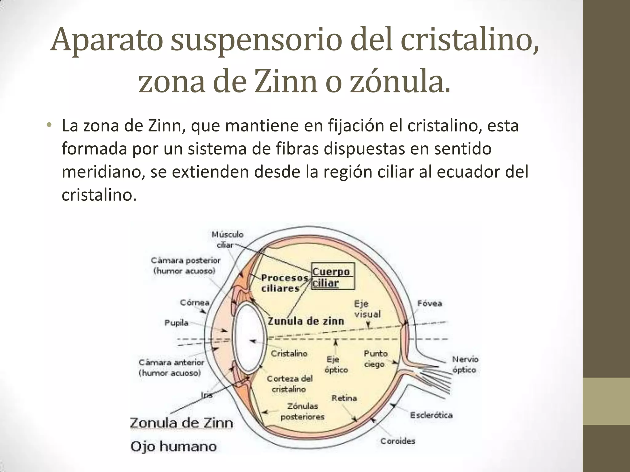 Aparato suspensorio del cristalino,
     zona de Zinn o zónula.
• La zona de Zinn, que mantiene en fijación el cristalino, esta
  formada por un sistema de fibras dispuestas en sentido
  meridiano, se extienden desde la región ciliar al ecuador del
  cristalino.
 