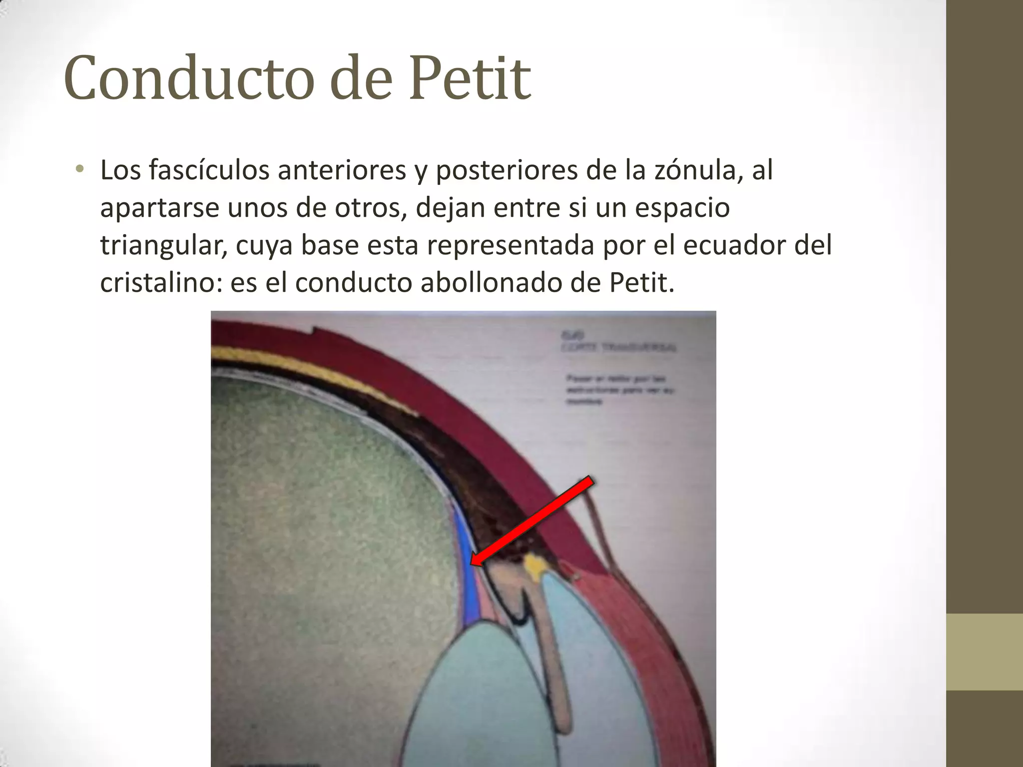 Conducto de Petit
• Los fascículos anteriores y posteriores de la zónula, al
  apartarse unos de otros, dejan entre si un espacio
  triangular, cuya base esta representada por el ecuador del
  cristalino: es el conducto abollonado de Petit.
 