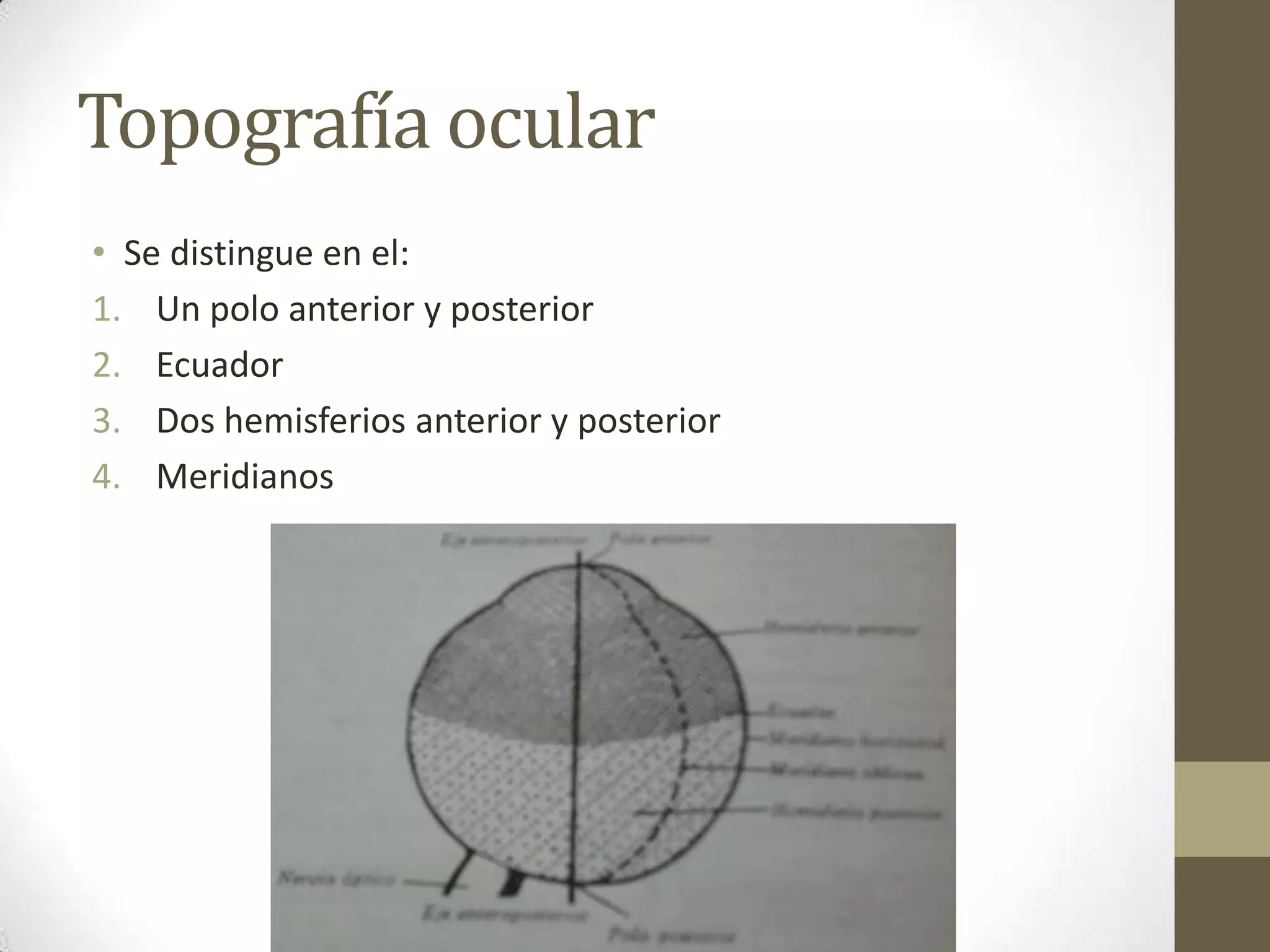 Topografía ocular
• Se distingue en el:
1. Un polo anterior y posterior
2. Ecuador
3. Dos hemisferios anterior y posterior
4. Meridianos
 