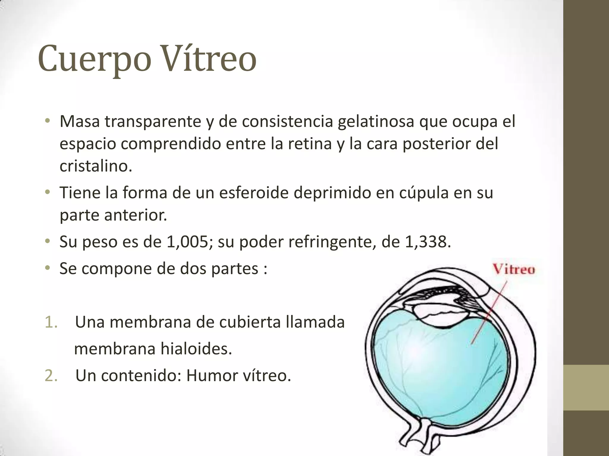 Cuerpo Vítreo
• Masa transparente y de consistencia gelatinosa que ocupa el
  espacio comprendido entre la retina y la cara posterior del
  cristalino.
• Tiene la forma de un esferoide deprimido en cúpula en su
  parte anterior.
• Su peso es de 1,005; su poder refringente, de 1,338.
• Se compone de dos partes :

1. Una membrana de cubierta llamada
   membrana hialoides.
2. Un contenido: Humor vítreo.
 
