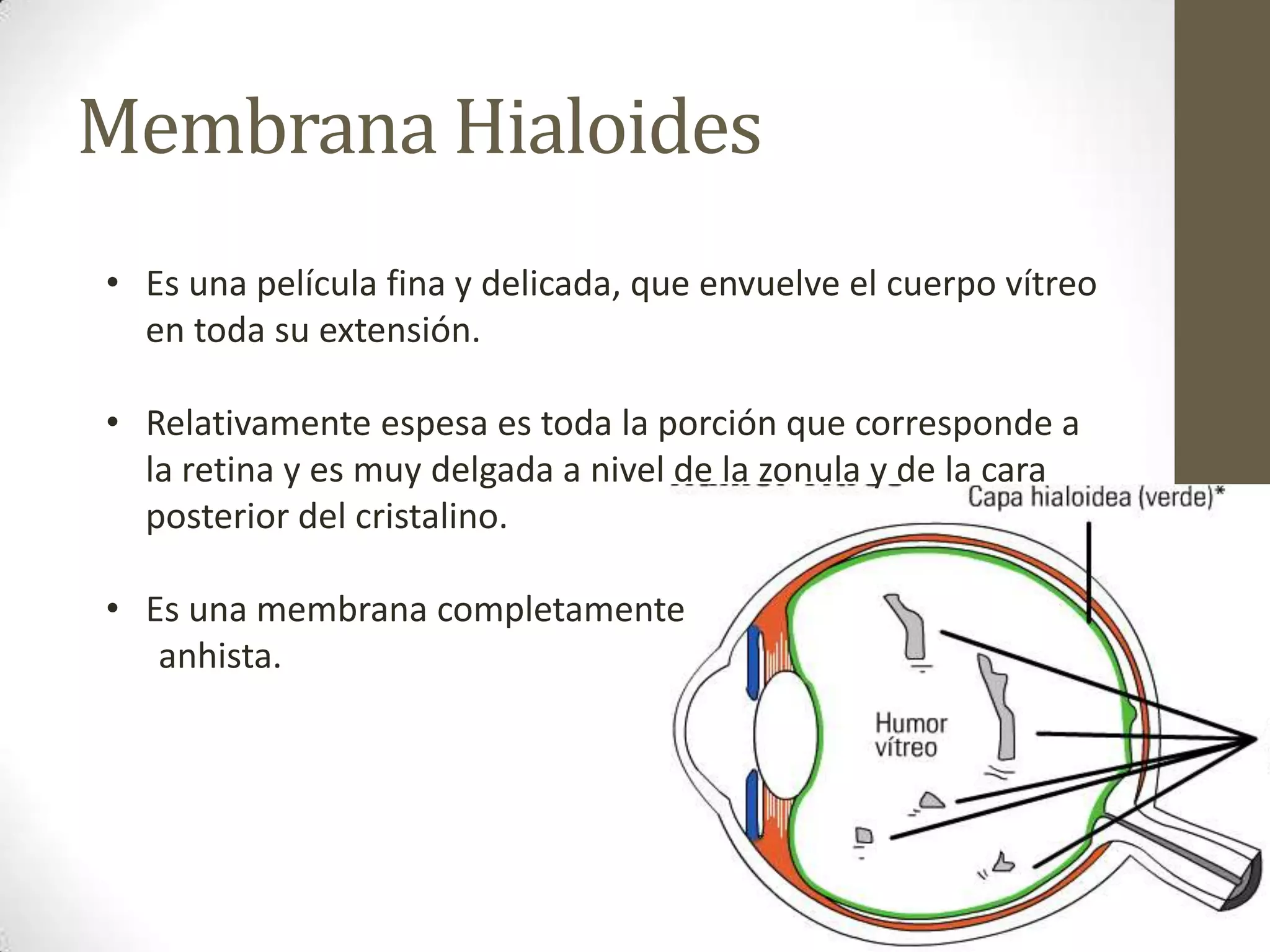 Membrana Hialoides
• Es una película fina y delicada, que envuelve el cuerpo vítreo
  en toda su extensión.

• Relativamente espesa es toda la porción que corresponde a
  la retina y es muy delgada a nivel de la zonula y de la cara
  posterior del cristalino.

• Es una membrana completamente
   anhista.
 