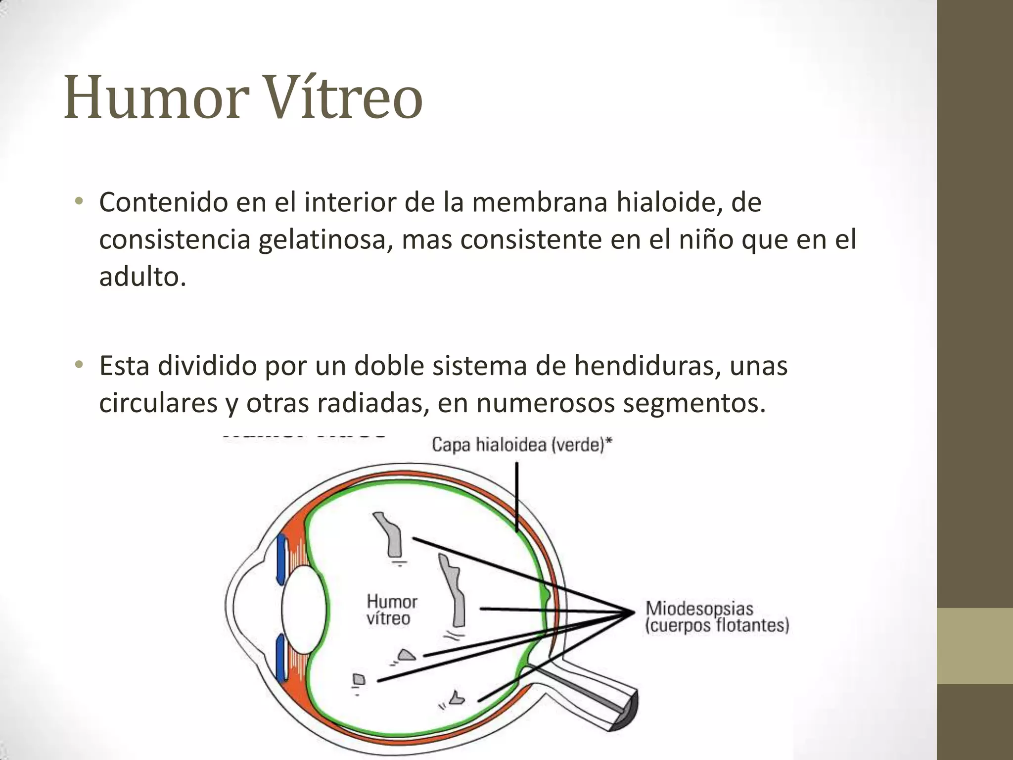 Humor Vítreo
• Contenido en el interior de la membrana hialoide, de
  consistencia gelatinosa, mas consistente en el niño que en el
  adulto.

• Esta dividido por un doble sistema de hendiduras, unas
  circulares y otras radiadas, en numerosos segmentos.
 