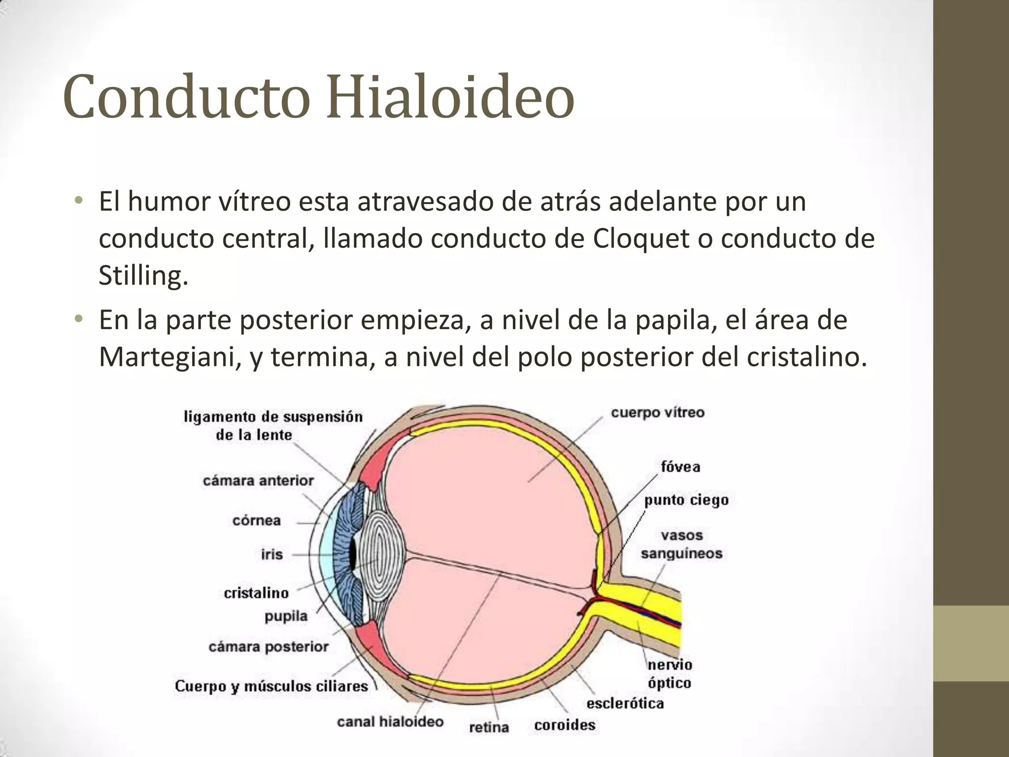 Conducto Hialoideo
• El humor vítreo esta atravesado de atrás adelante por un
  conducto central, llamado conducto de Cloquet o conducto de
  Stilling.
• En la parte posterior empieza, a nivel de la papila, el área de
  Martegiani, y termina, a nivel del polo posterior del cristalino.
 