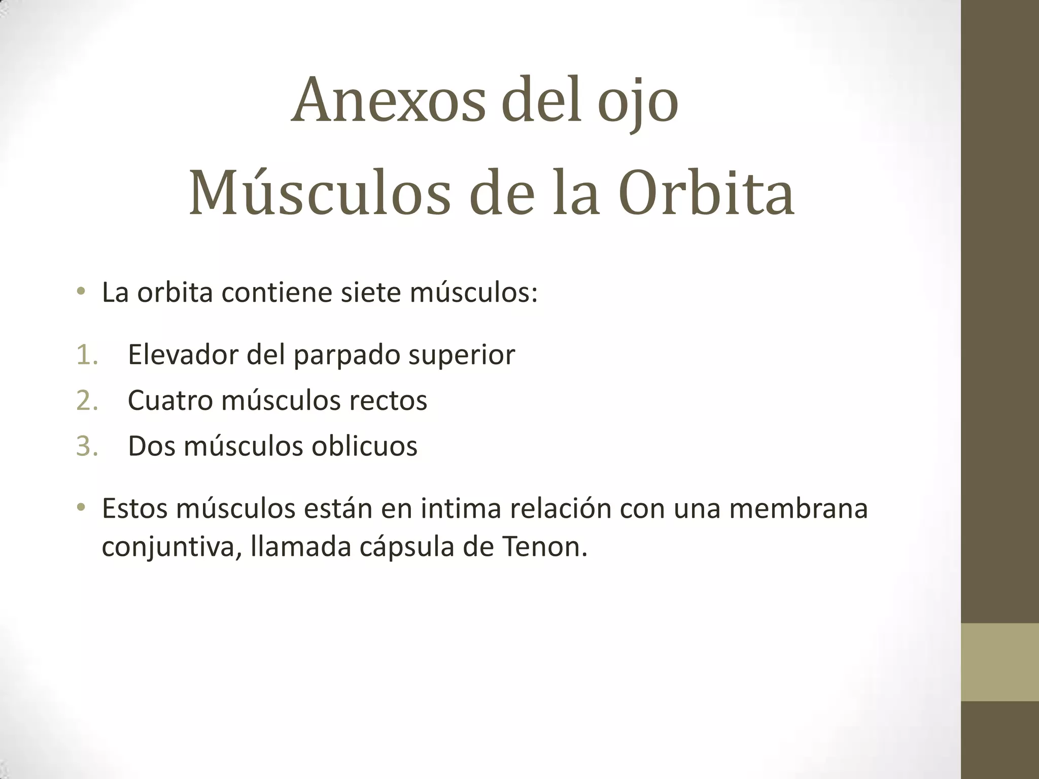 Anexos del ojo
        Músculos de la Orbita
• La orbita contiene siete músculos:
1. Elevador del parpado superior
2. Cuatro músculos rectos
3. Dos músculos oblicuos
• Estos músculos están en intima relación con una membrana
  conjuntiva, llamada cápsula de Tenon.
 