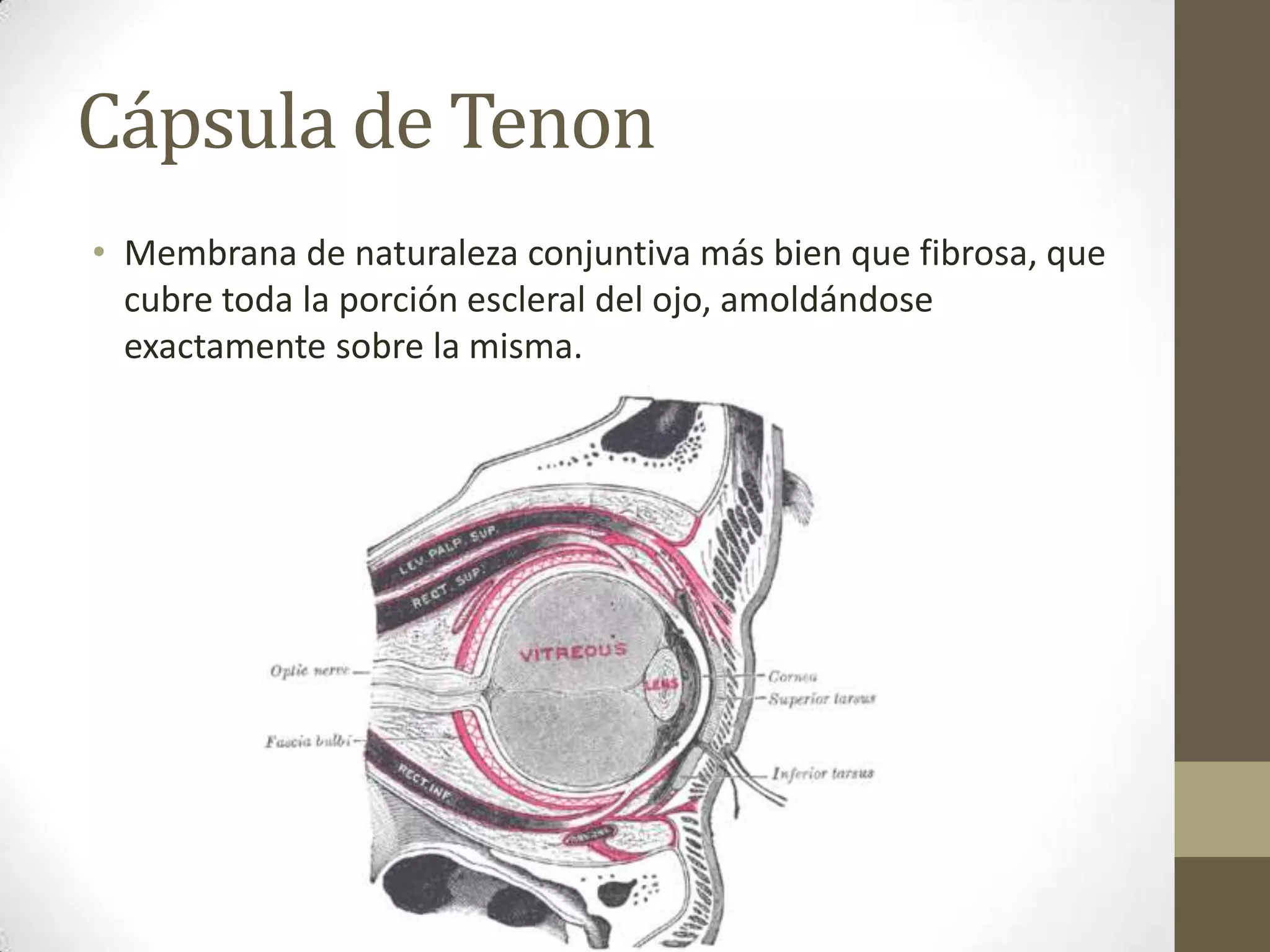 Cápsula de Tenon
• Membrana de naturaleza conjuntiva más bien que fibrosa, que
  cubre toda la porción escleral del ojo, amoldándose
  exactamente sobre la misma.
 