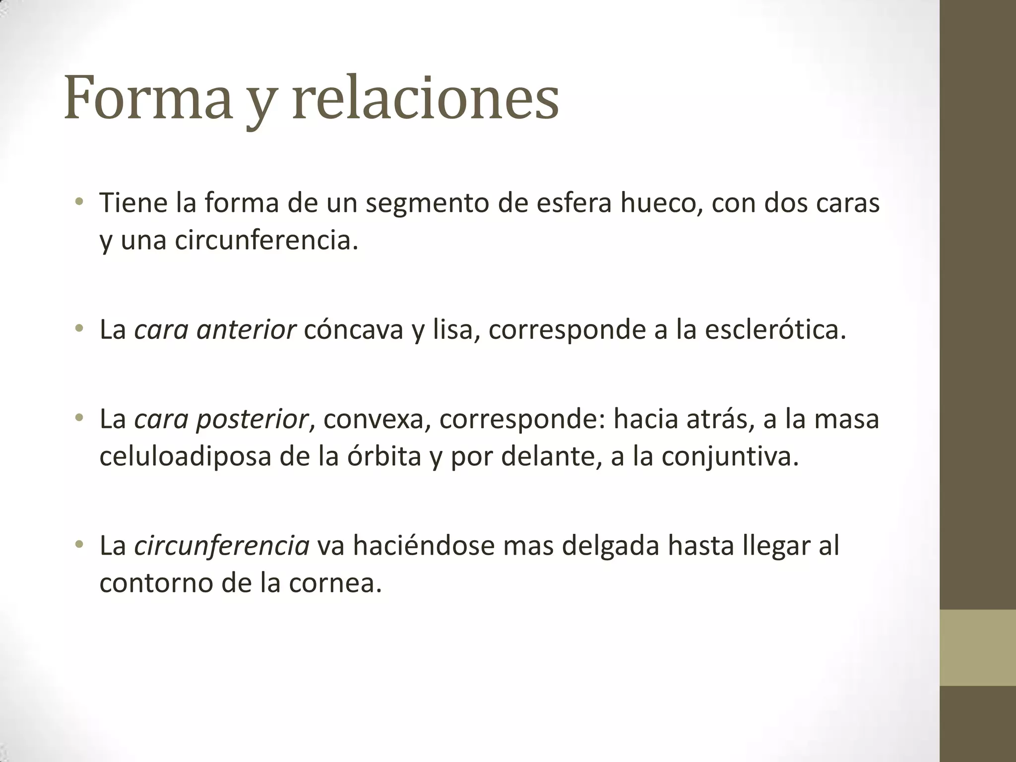 Forma y relaciones
• Tiene la forma de un segmento de esfera hueco, con dos caras
  y una circunferencia.

• La cara anterior cóncava y lisa, corresponde a la esclerótica.

• La cara posterior, convexa, corresponde: hacia atrás, a la masa
  celuloadiposa de la órbita y por delante, a la conjuntiva.

• La circunferencia va haciéndose mas delgada hasta llegar al
  contorno de la cornea.
 