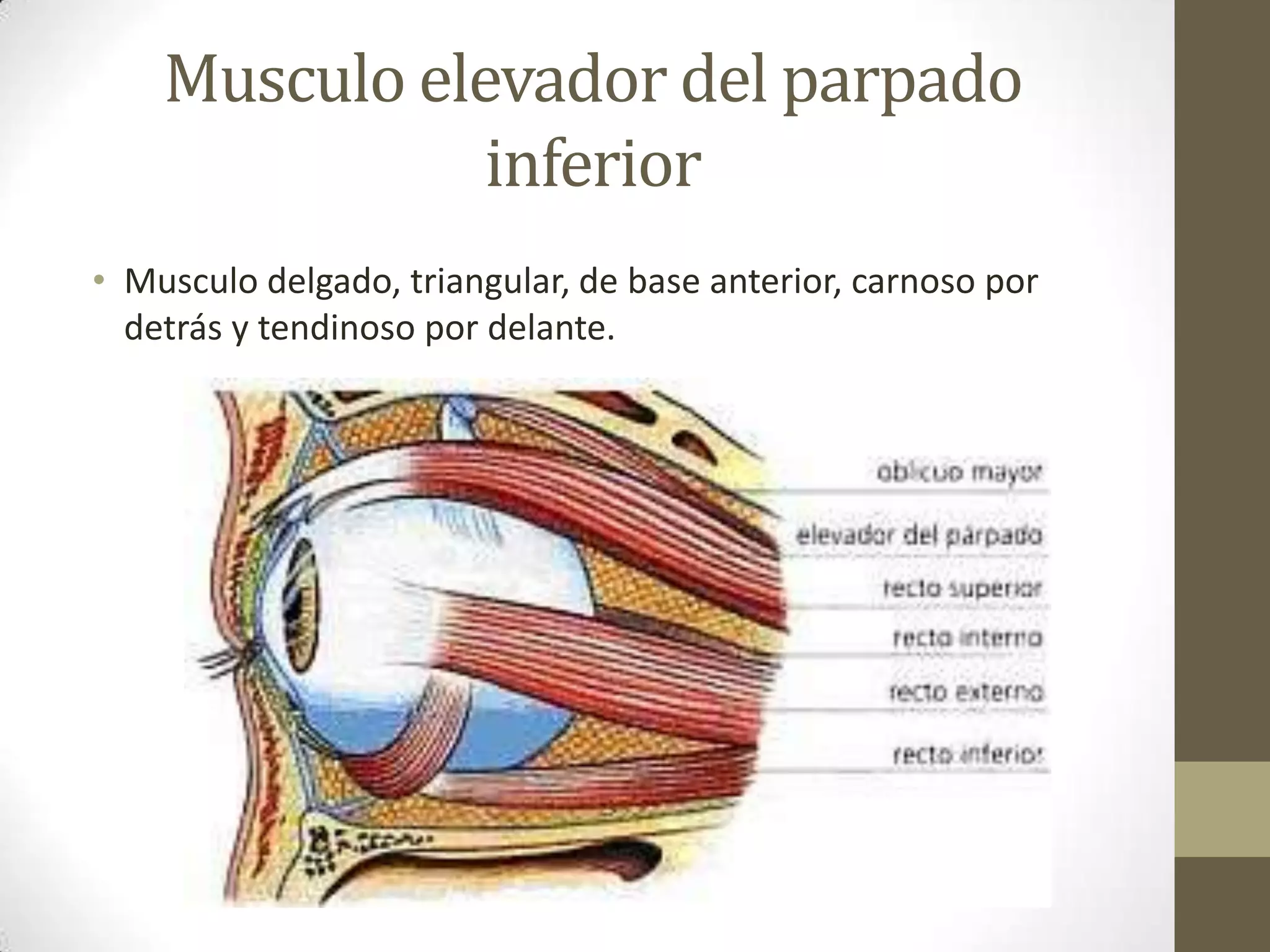 Musculo elevador del parpado
               inferior
• Musculo delgado, triangular, de base anterior, carnoso por
  detrás y tendinoso por delante.
 
