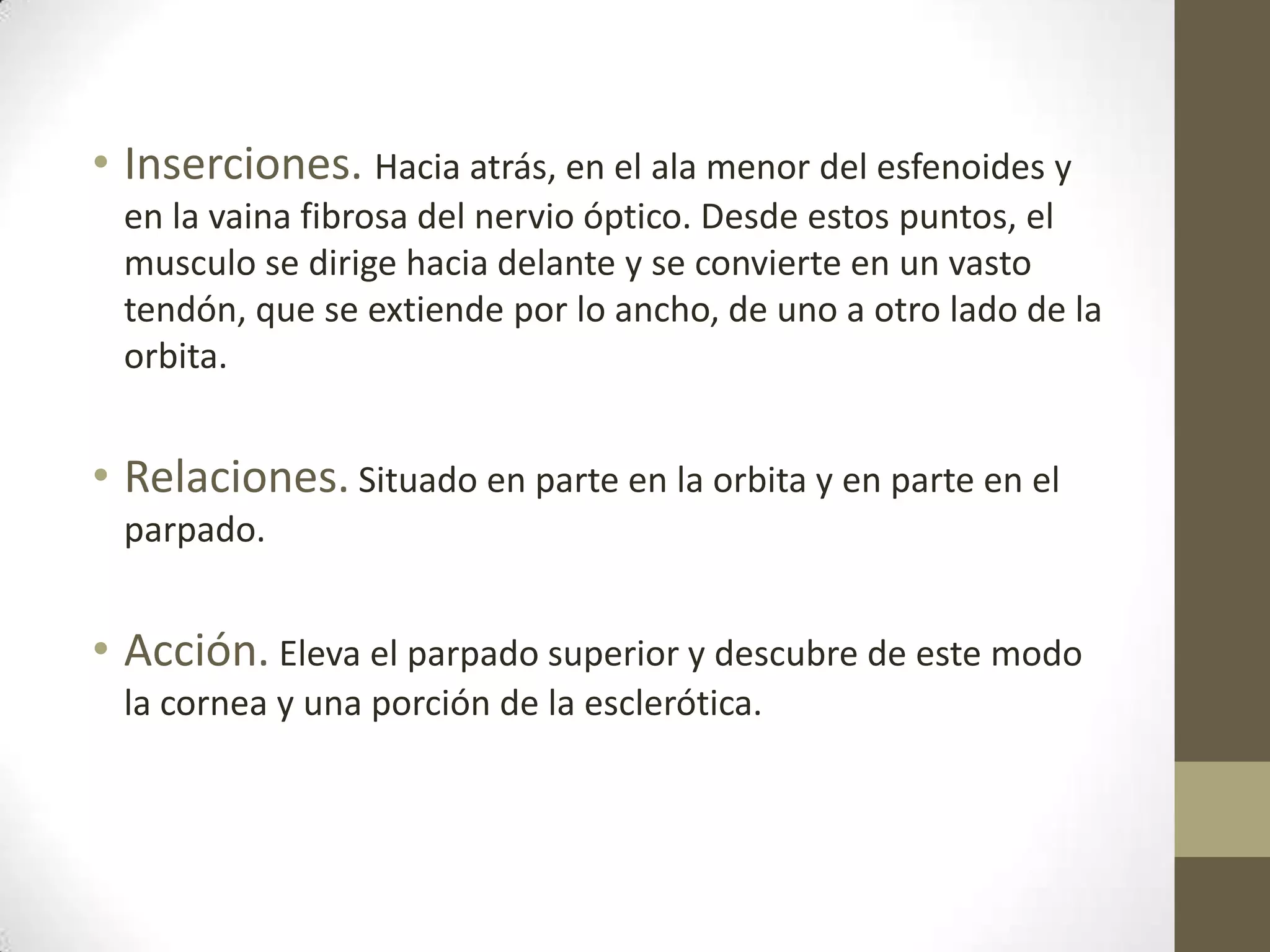 • Inserciones. Hacia atrás, en el ala menor del esfenoides y
 en la vaina fibrosa del nervio óptico. Desde estos puntos, el
 musculo se dirige hacia delante y se convierte en un vasto
 tendón, que se extiende por lo ancho, de uno a otro lado de la
 orbita.


• Relaciones. Situado en parte en la orbita y en parte en el
 parpado.


• Acción. Eleva el parpado superior y descubre de este modo
 la cornea y una porción de la esclerótica.
 