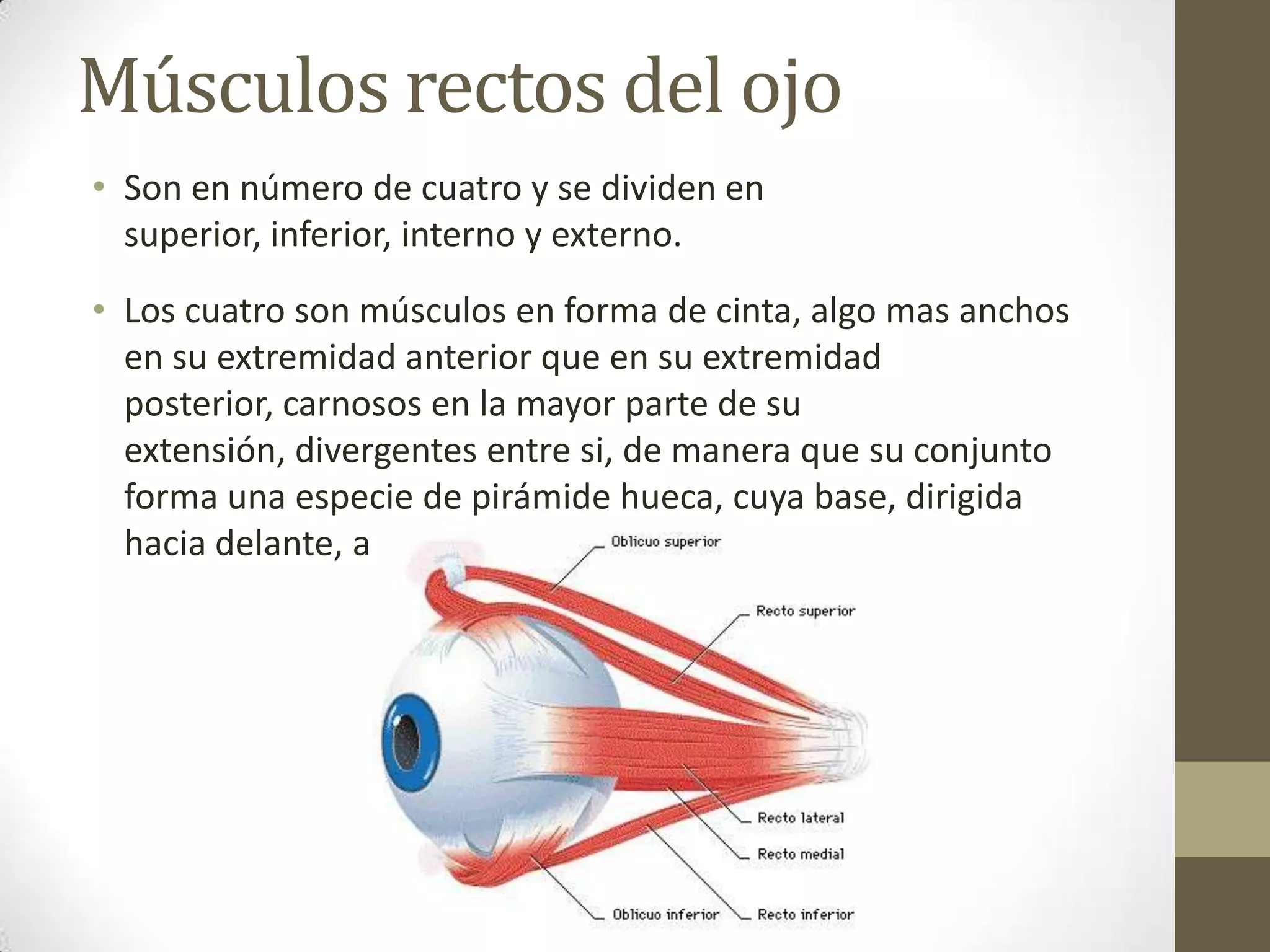 Músculos rectos del ojo
• Son en número de cuatro y se dividen en
  superior, inferior, interno y externo.
• Los cuatro son músculos en forma de cinta, algo mas anchos
  en su extremidad anterior que en su extremidad
  posterior, carnosos en la mayor parte de su
  extensión, divergentes entre si, de manera que su conjunto
  forma una especie de pirámide hueca, cuya base, dirigida
  hacia delante, abraza el globo ocular.
 