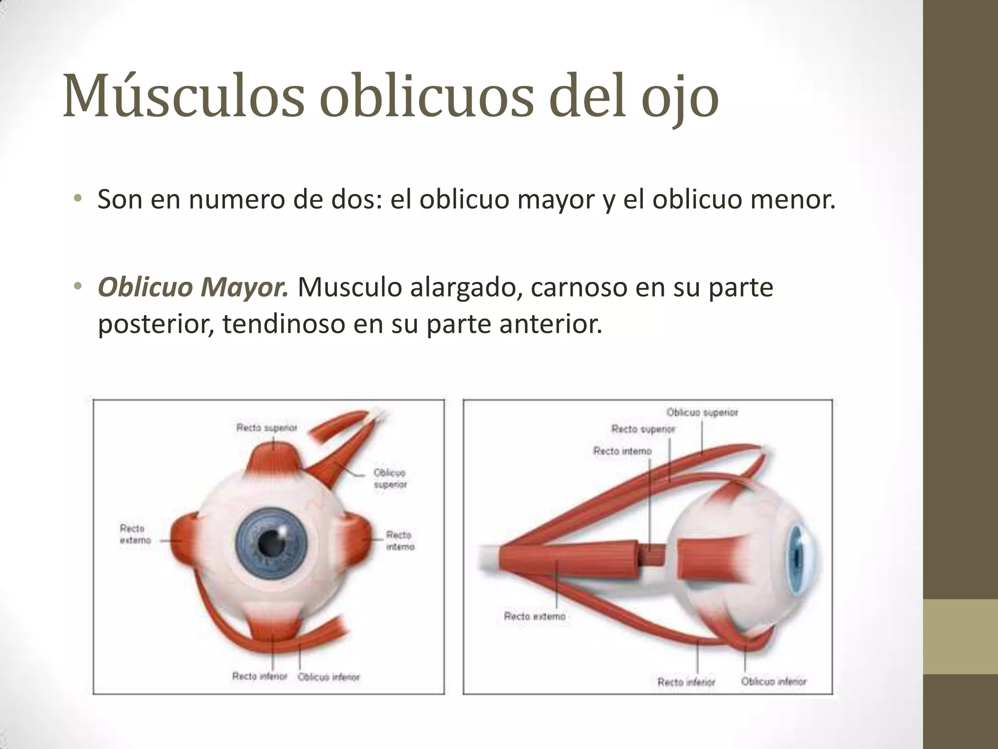 Músculos oblicuos del ojo
• Son en numero de dos: el oblicuo mayor y el oblicuo menor.

• Oblicuo Mayor. Musculo alargado, carnoso en su parte
  posterior, tendinoso en su parte anterior.
 