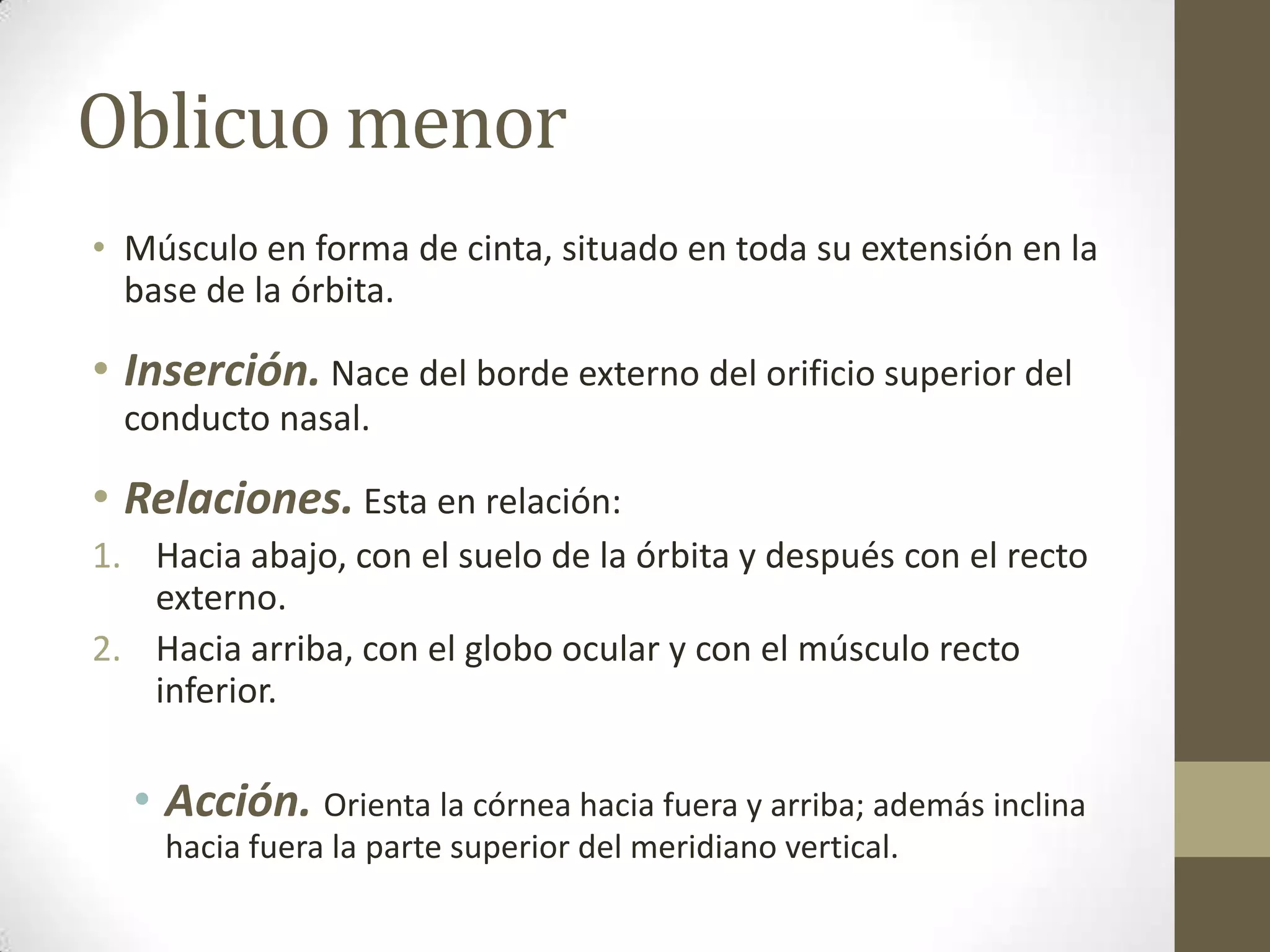 Oblicuo menor
• Músculo en forma de cinta, situado en toda su extensión en la
  base de la órbita.

• Inserción. Nace del borde externo del orificio superior del
  conducto nasal.

• Relaciones. Esta en relación:
1. Hacia abajo, con el suelo de la órbita y después con el recto
   externo.
2. Hacia arriba, con el globo ocular y con el músculo recto
   inferior.

  • Acción. Orienta la córnea hacia fuera y arriba; además inclina
    hacia fuera la parte superior del meridiano vertical.
 