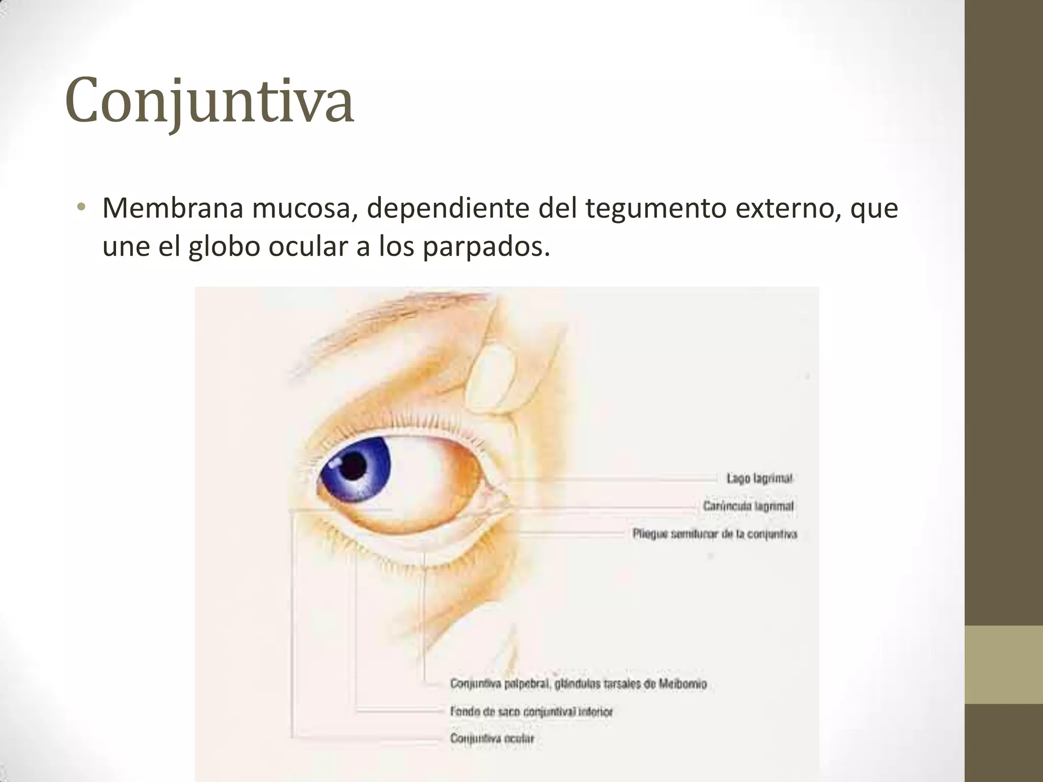 Conjuntiva
• Membrana mucosa, dependiente del tegumento externo, que
  une el globo ocular a los parpados.
 