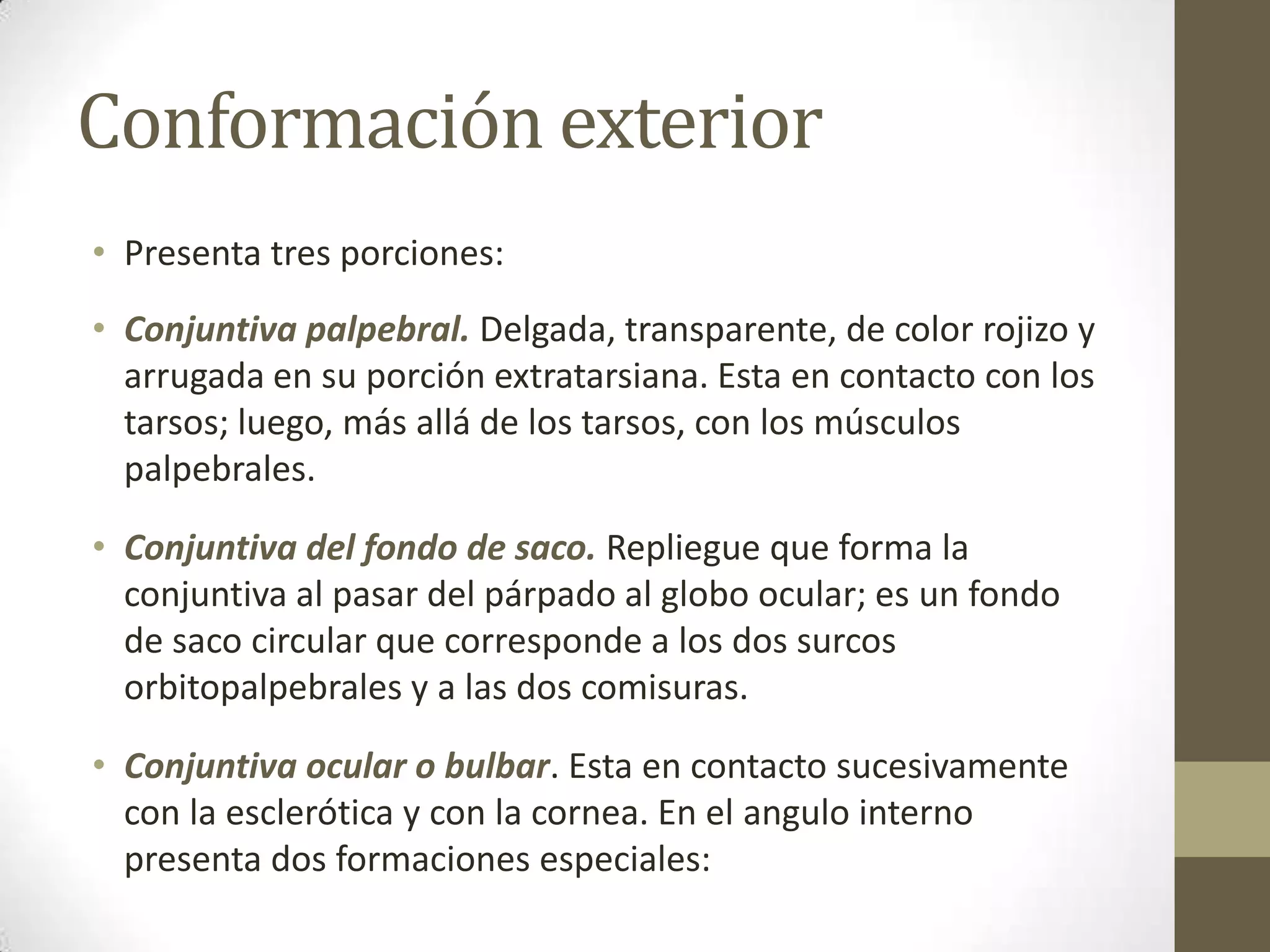 Conformación exterior
• Presenta tres porciones:
• Conjuntiva palpebral. Delgada, transparente, de color rojizo y
  arrugada en su porción extratarsiana. Esta en contacto con los
  tarsos; luego, más allá de los tarsos, con los músculos
  palpebrales.

• Conjuntiva del fondo de saco. Repliegue que forma la
  conjuntiva al pasar del párpado al globo ocular; es un fondo
  de saco circular que corresponde a los dos surcos
  orbitopalpebrales y a las dos comisuras.

• Conjuntiva ocular o bulbar. Esta en contacto sucesivamente
  con la esclerótica y con la cornea. En el angulo interno
  presenta dos formaciones especiales:
 