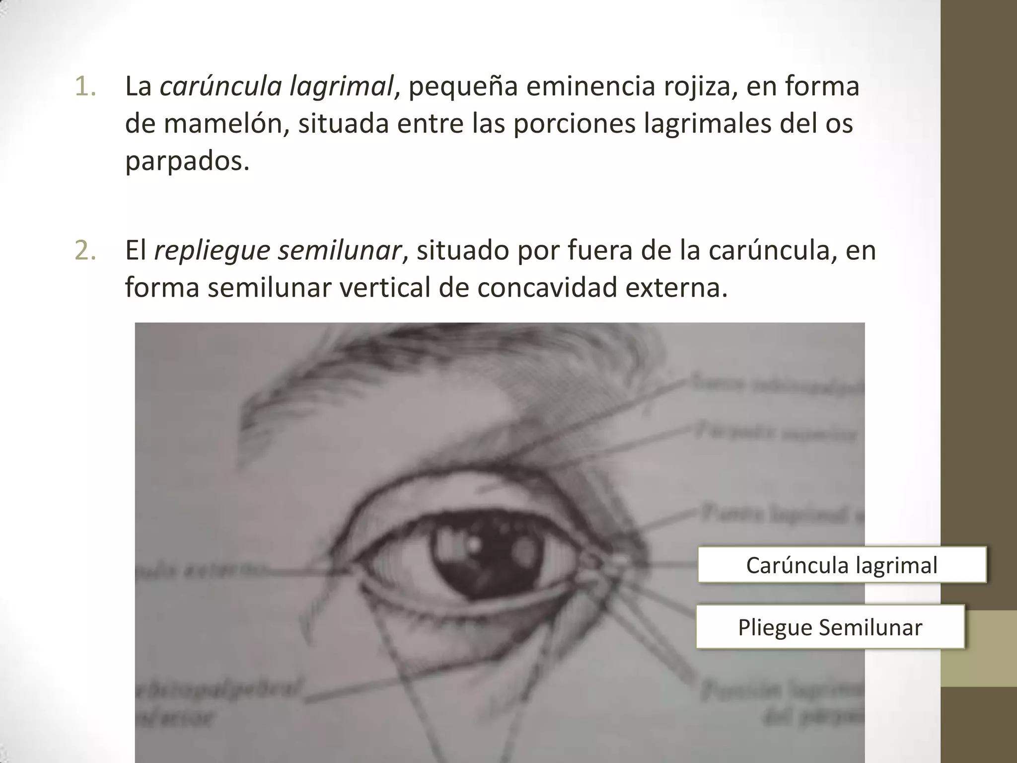 1. La carúncula lagrimal, pequeña eminencia rojiza, en forma
   de mamelón, situada entre las porciones lagrimales del os
   parpados.

2. El repliegue semilunar, situado por fuera de la carúncula, en
   forma semilunar vertical de concavidad externa.




                                                     Carúncula lagrimal

                                                    Pliegue Semilunar
 