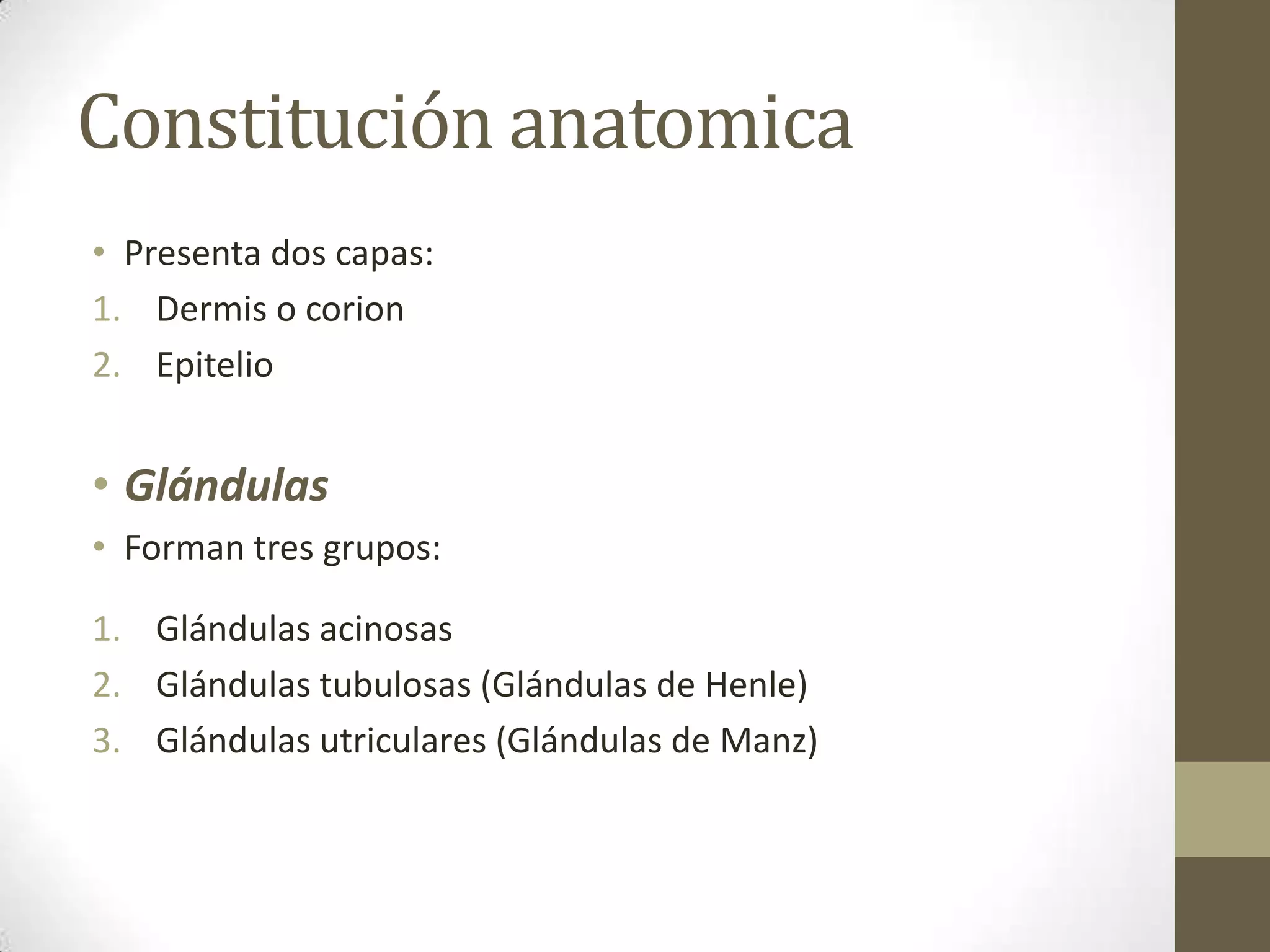 Constitución anatomica
• Presenta dos capas:
1. Dermis o corion
2. Epitelio


• Glándulas
• Forman tres grupos:

1. Glándulas acinosas
2. Glándulas tubulosas (Glándulas de Henle)
3. Glándulas utriculares (Glándulas de Manz)
 