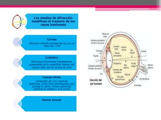 Los medios de difracción
  modifican el trayecto de los
       rayos luminosos



                Córnea
Elemento refráctil principal del ojo con un
             índice de 1.376



               Cristalino
  Estructura biconvexa transparente
suspendida en la superficie interna del
  cuerpo ciliar por la zónula de Zinn


            Cuerpo vítreo
      Compuesto por una sustancia
gelatinosa, actúa como amortiguador que
   protege la retina. Provee sustancias
    nutritivas al cistalino y a la cornea



            Humor acuoso
 