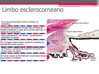 Limbo esclerocorneano
Es la zona de transición entre la córnea y la
                                                                            Conducto de Schlemm
esclerótica
El epitelio suprayacente de este sitio aumenta de      Esclerótica
espesor desde las 5 capas de la córnea hasta 10 o 12
capas de la conjuntiva                                               Ángulo iridocorneano

Está compuesta por dos células : conjuntivales y                                                     Iris
epiteliales corneanas
                                                       Músculo
En el ángulo iridocorneano, contiene el aparato de      ciliar
drenaje del humor acuoso
Varios canales revestidos de endotelio -> espacios
de fontana-> conducto de Schlemm (circunda la
córnea como un anillo)

El humor acuoso es formado por los procesos ciliares
que rodean al cristalino                                                                          Procesos
                                                                                                   ciliares
 