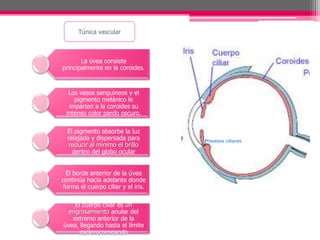 Túnica vascular



       La úvea consiste
principalmente en la coroides.



  Los vasos sanguineos y el
    pigmento melánico le
  imparten a la coroides su
 intenso color pardo oscuro.

  El pigmento absorbe la luz
  relajada y dispersada para         Procesos ciliares
   reducir al mínimo el brillo
    dentro del globo ocular


  El borde anterior de la úvea
continúa hacia adelante donde
 forma el cuerpo ciliar y el iris.

    El cuerpo ciliar es un
  engrosamiento anular del
   extremo anterior de la
úvea, llegando hasta el límite
      esclerocorneando
 