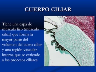 CUERPO CILIAR
Tiene una capa de
músculo liso (músculo
ciliar) que forma la
mayor parte del
volumen del cuero ciliar
y una región vascular
interna que se extiende
a los procesos ciliares.

 