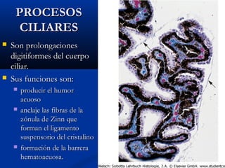 PROCESOS
CILIARES




Son prolongaciones
digitiformes del cuerpo
ciliar.
Sus funciones son:






producir el humor
acuoso
anclaje las fibras de la
zónula de Zinn que
forman el ligamento
suspensorio del cristalino
formación de la barrera
hematoacuosa.

 