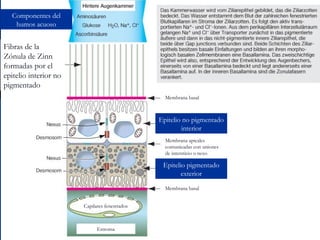 Componentes del
humos acuoso

Fibras de la
Zónula de Zinn
formadas por el
epitelio interior no
pigmentado
Membrana basal

Epitelio no pigmentado
interior
Membrana apicales
comunicadas con uniones
de intersticio o nexo

Epitelio pigmentado
exterior
Membrana basal
Capilares fenestrados

Estroma

 