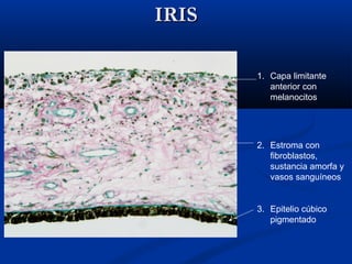 IRIS
1. Capa limitante
anterior con
melanocitos

2. Estroma con
fibroblastos,
sustancia amorfa y
vasos sanguíneos

3. Epitelio cúbico
pigmentado

 