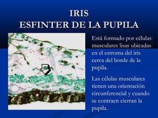 IRIS
ESFINTER DE LA PUPILA
Está formado por células
musculares lisas ubicadas
en el estroma del iris
cerca del borde de la
pupila.
Las células musculares
tienen una orientación
circunferencial y cuando
se contraen cierran la
pupila.

 