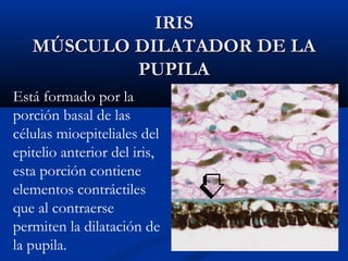 IRIS
MÚSCULO DILATADOR DE LA
PUPILA
Está formado por la
porción basal de las
células mioepiteliales del
epitelio anterior del iris,
esta porción contiene
elementos contráctiles
que al contraerse
permiten la dilatación de
la pupila.

 