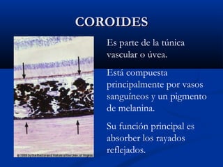 COROIDES
Es parte de la túnica
vascular o úvea.
Está compuesta
principalmente por vasos
sanguíneos y un pigmento
de melanina.
Su función principal es
absorber los rayados
reflejados.

 