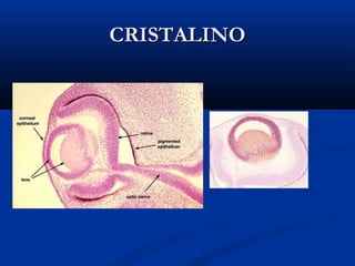 CRISTALINO

 