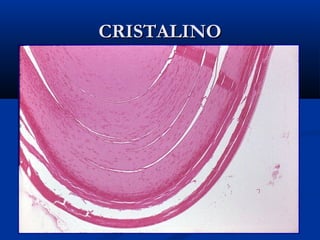 CRISTALINO

 