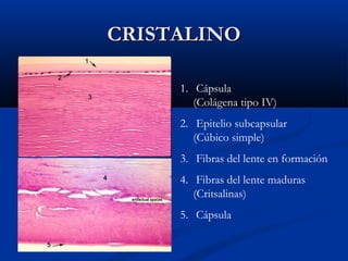 CRISTALINO
1. Cápsula
(Colágena tipo IV)
2. Epitelio subcapsular
(Cúbico simple)
3. Fibras del lente en formación
4. Fibras del lente maduras
(Critsalinas)
5. Cápsula

 