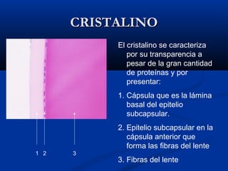 CRISTALINO
El cristalino se caracteriza
por su transparencia a
pesar de la gran cantidad
de proteínas y por
presentar:
1. Cápsula que es la lámina
basal del epitelio
subcapsular.
2. Epitelio subcapsular en la
cápsula anterior que
forma las fibras del lente
1 2

3

3. Fibras del lente

 